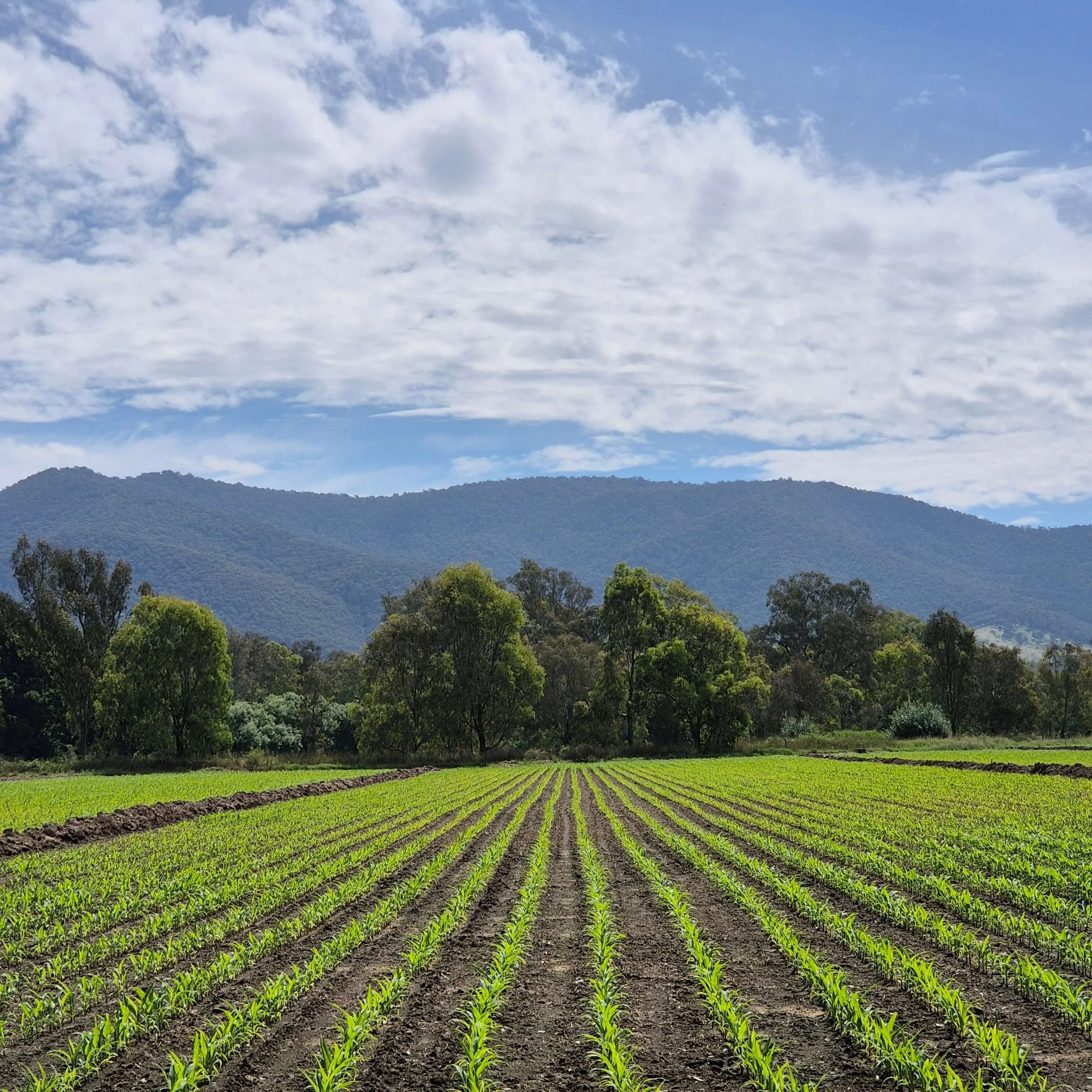 farm that will undergo drone spraying