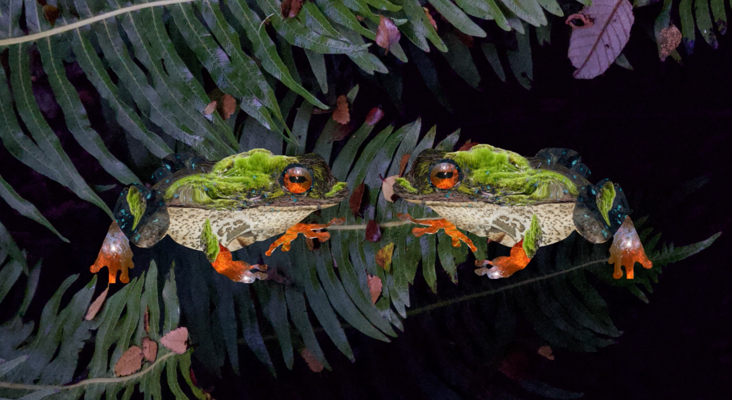 frog.png