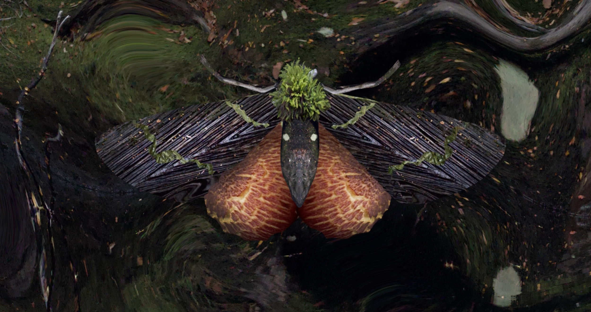 moth.png