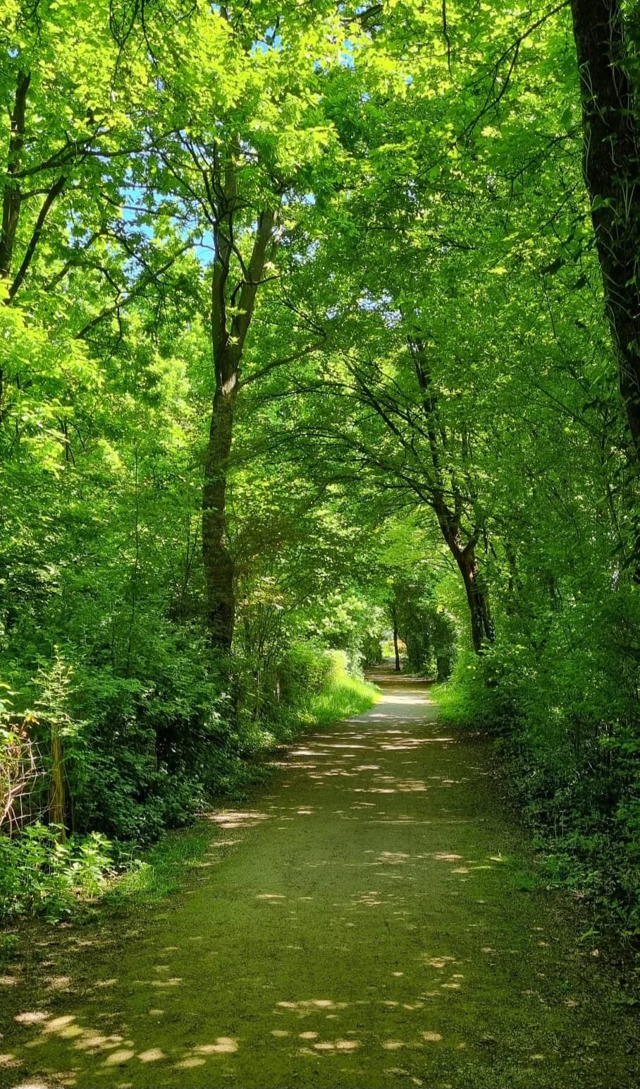 Sunlit forest path symbolising the gentle, mindful journey of Hakomi psychotherapy