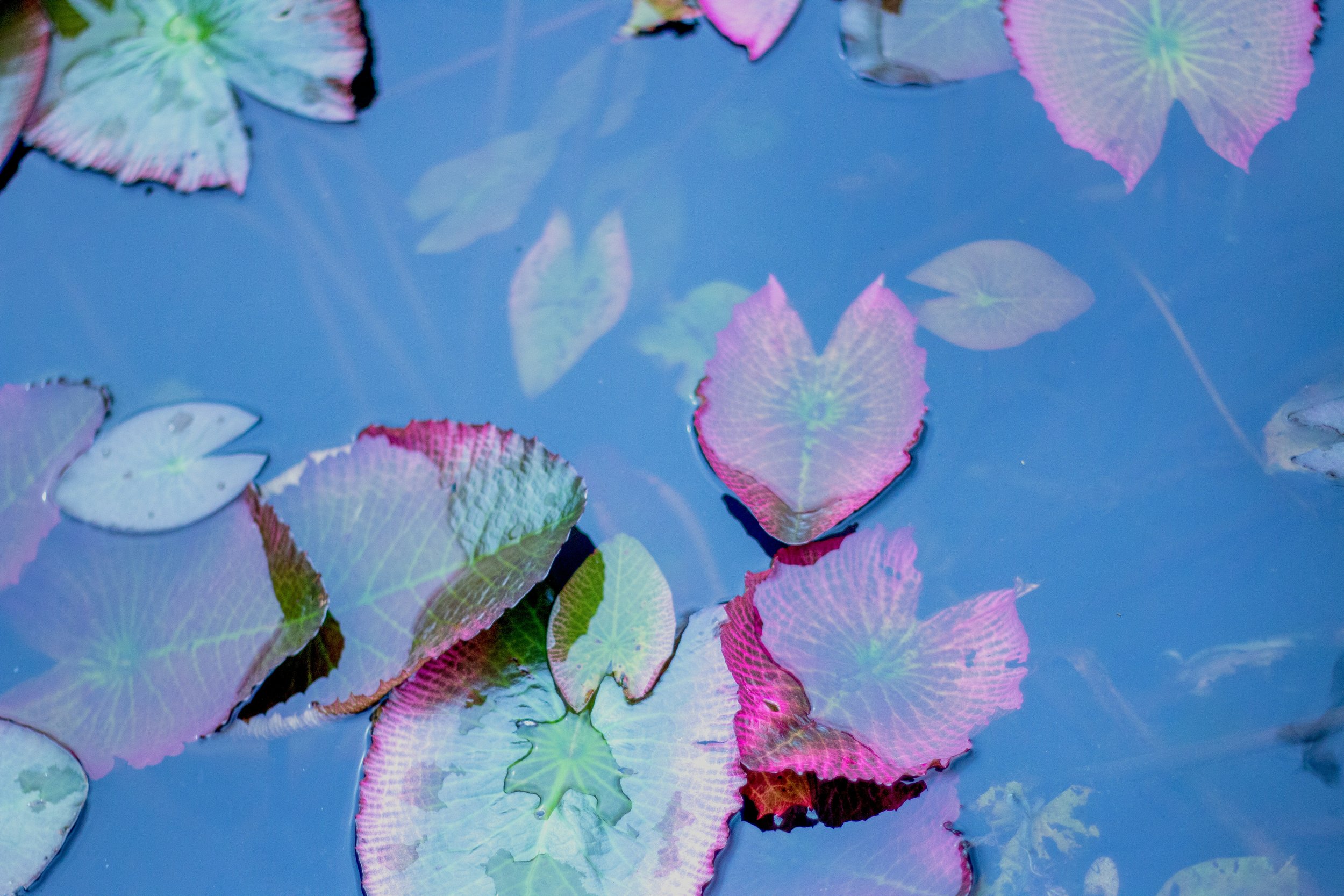 Translucent lily pad leaves floating on water, illustrating the delicate, layered nature of inner experience