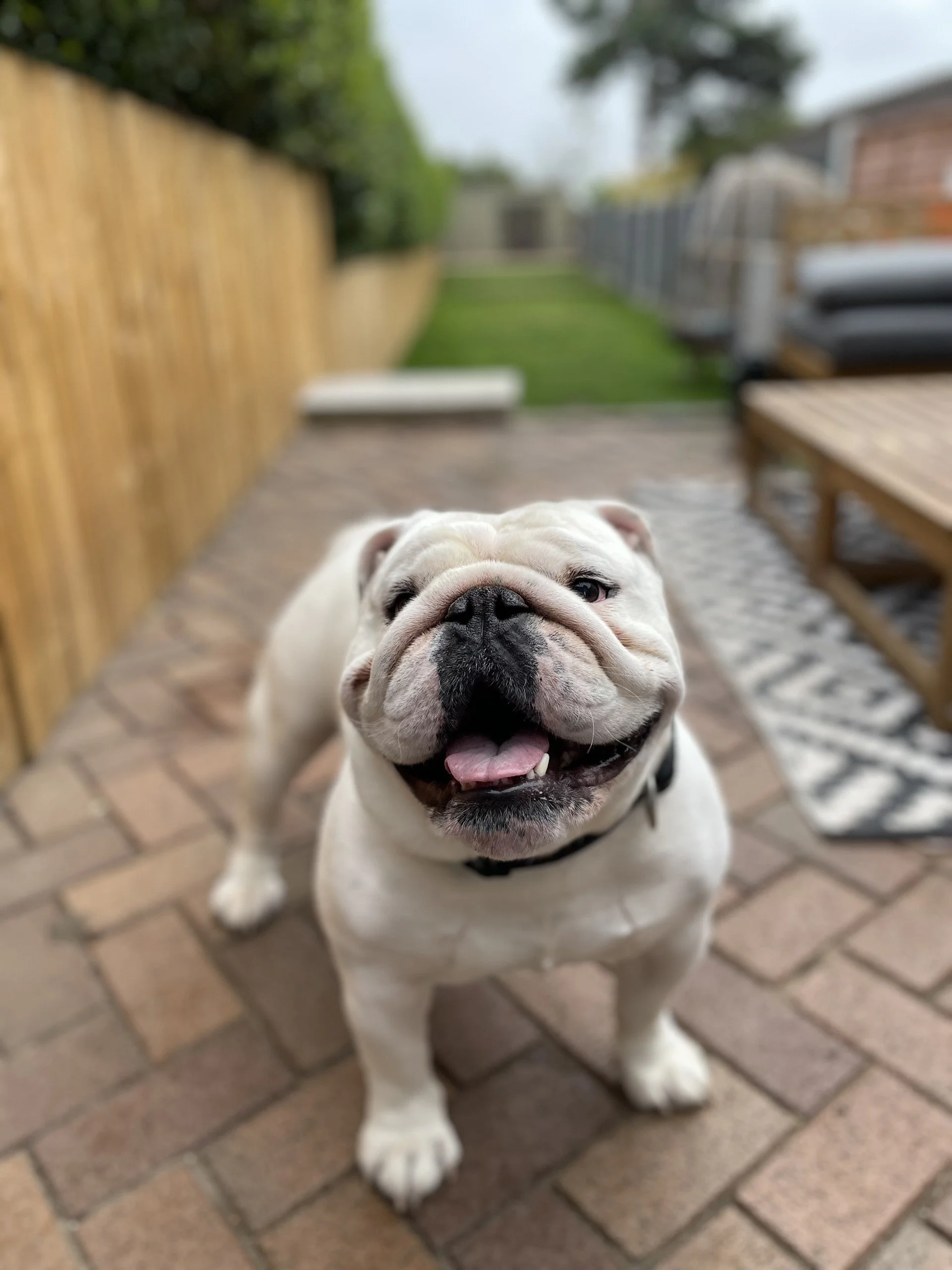 eddie.jpg