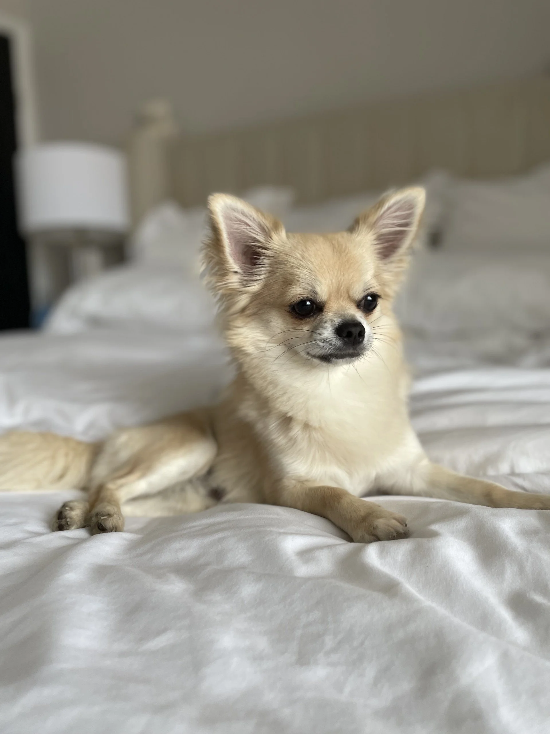 Rocco.jpg