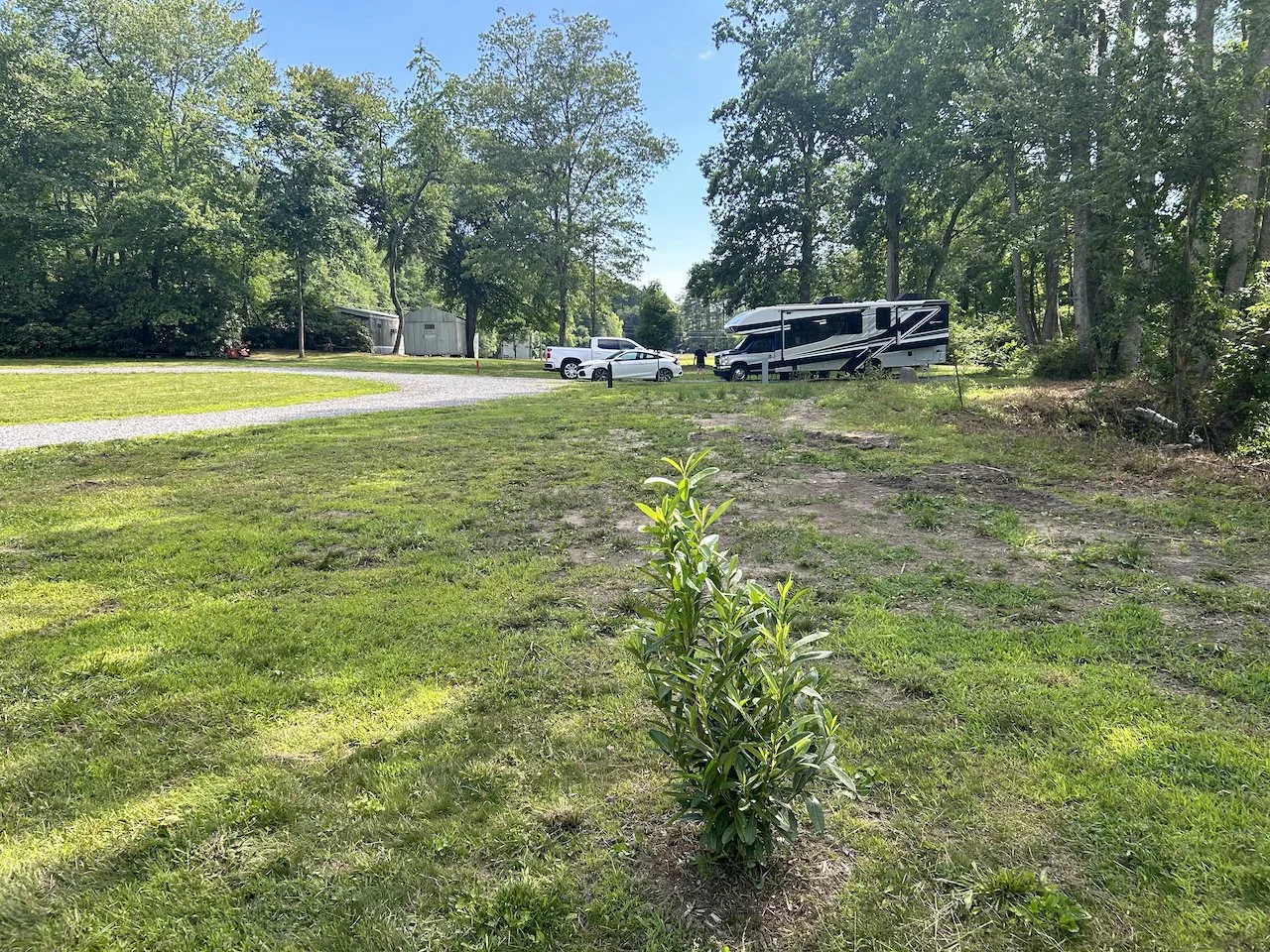 A small bush in the foregroung with a parking area featuring a large RV, cars, and a shed in a wooded area with tall trees and a clear blue sky.