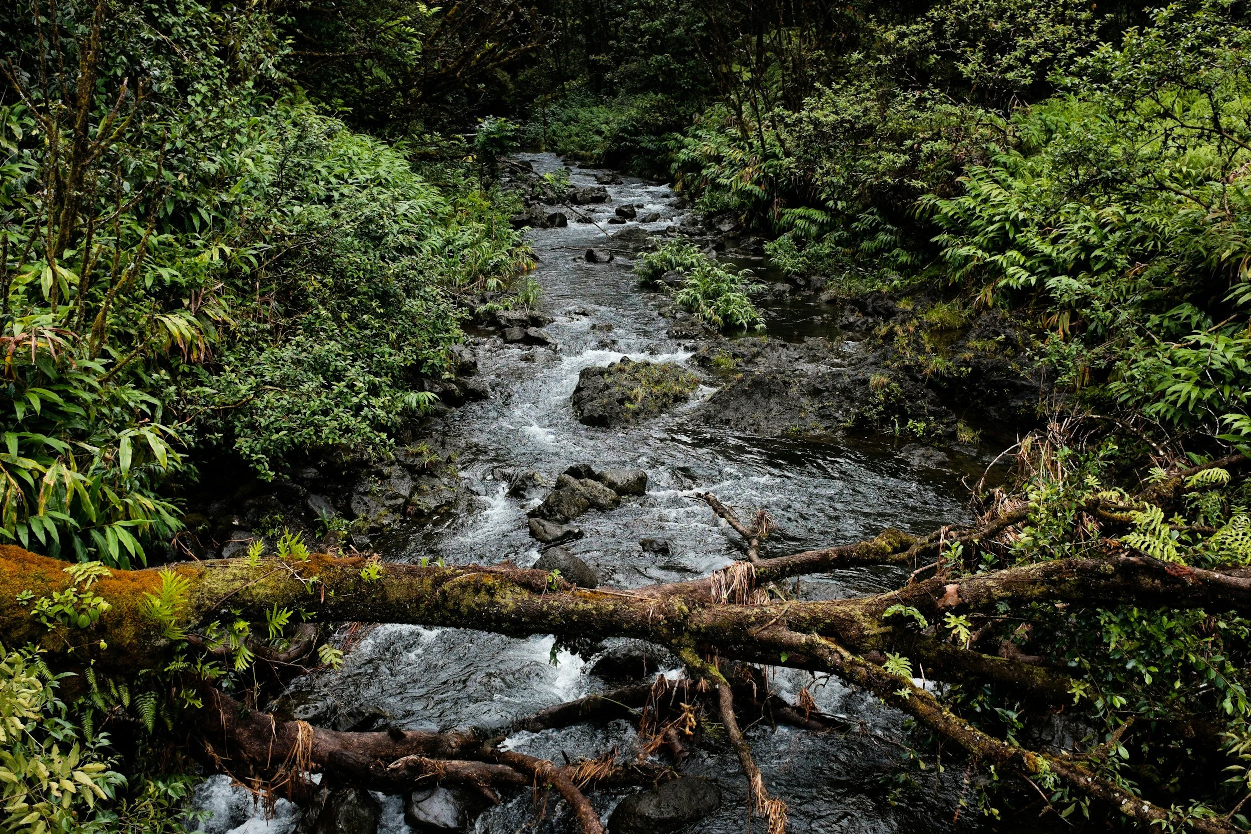 A rushing mountain creek with rocks and fallen branches, surrounded by lush green vegetation in a forest.