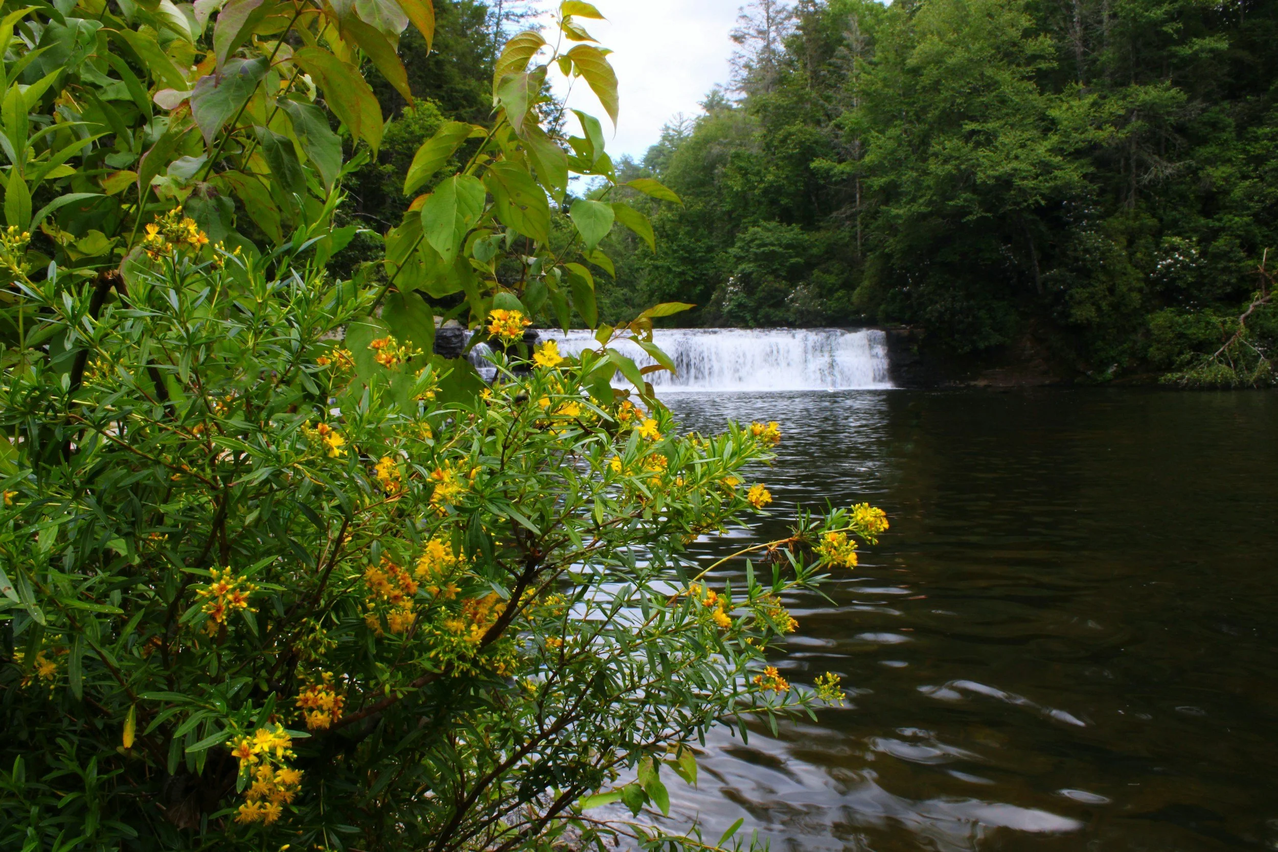 A river with a small waterfall, surrounded by green trees and bushes, some with yellow flowers in the foreground.