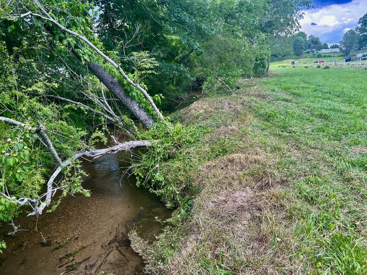 A creek running through a grassy and wooded area with trees leaning over the water, on a partly cloudy day.