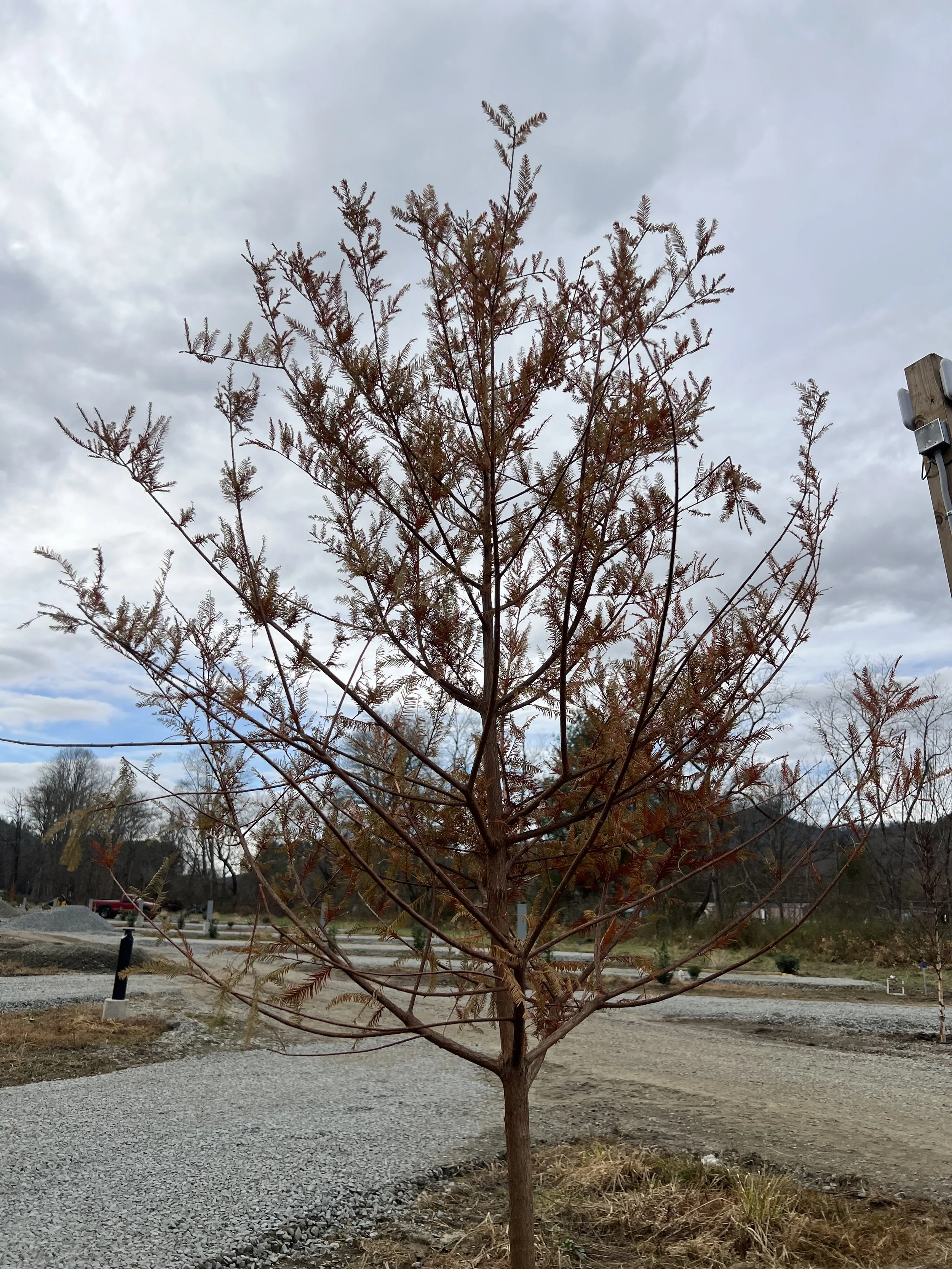 Young deciduous tree with sparse, brown leaves in an outdoor setting under a cloudy sky.