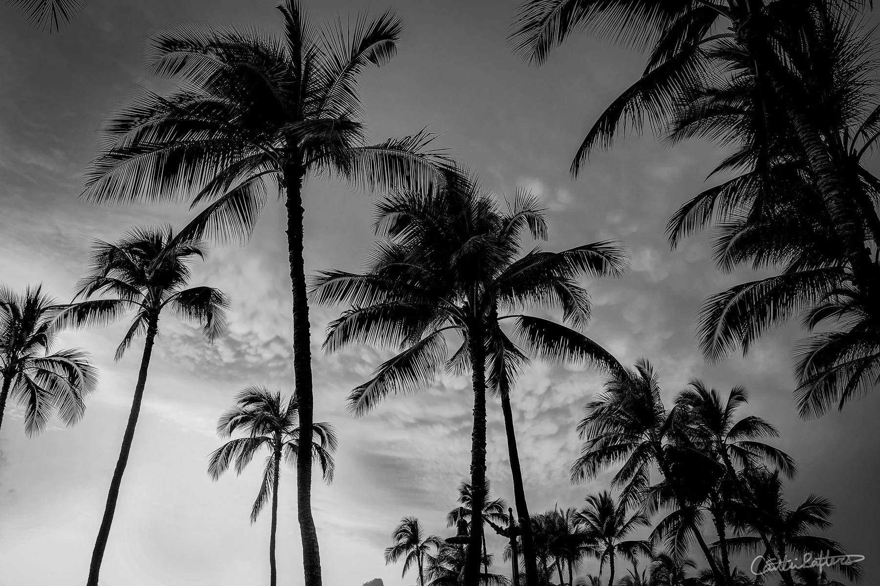 Twilight Palm_BW.jpg