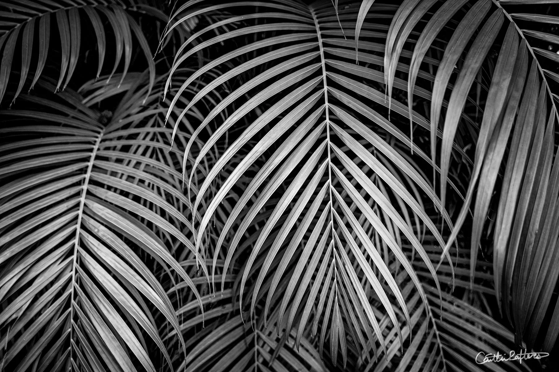 Delulu in Honolulu_BW.jpg