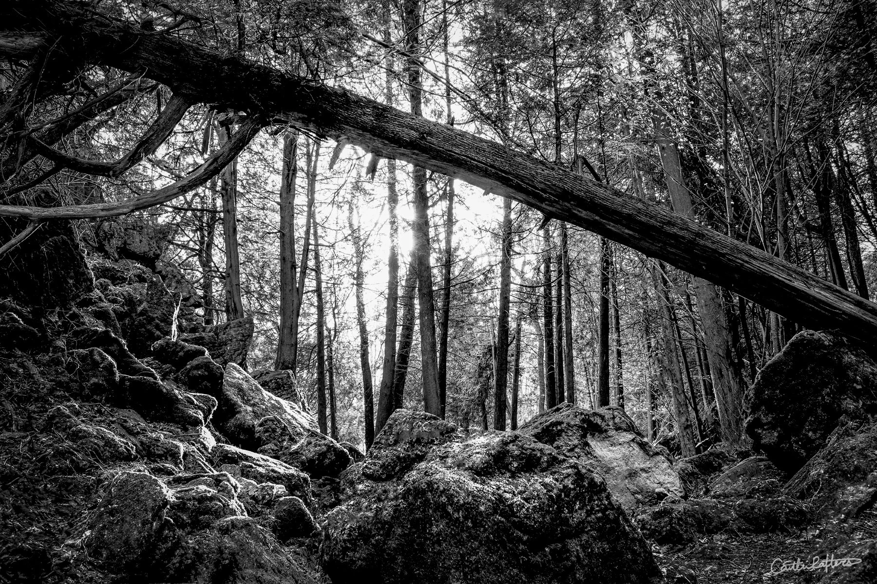 Path's Illuminated_BW.jpg