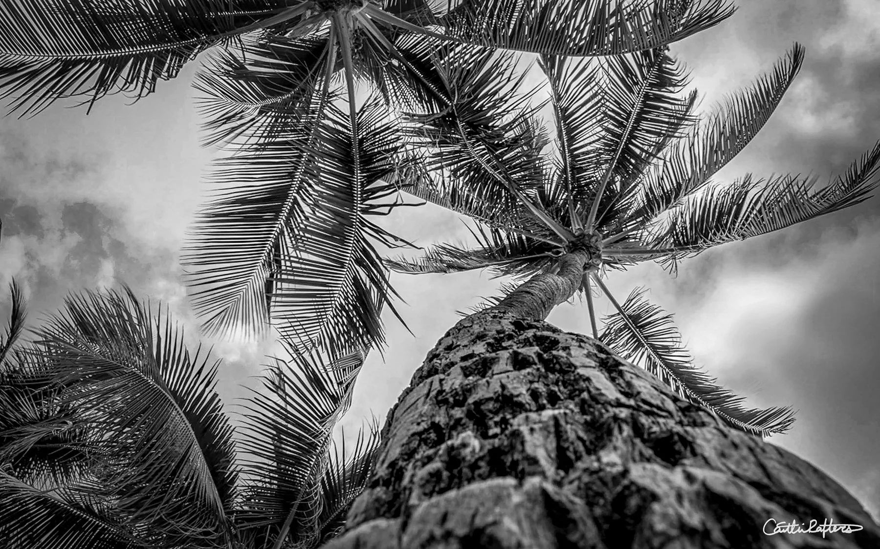 Palm's Abundance_BW.jpg
