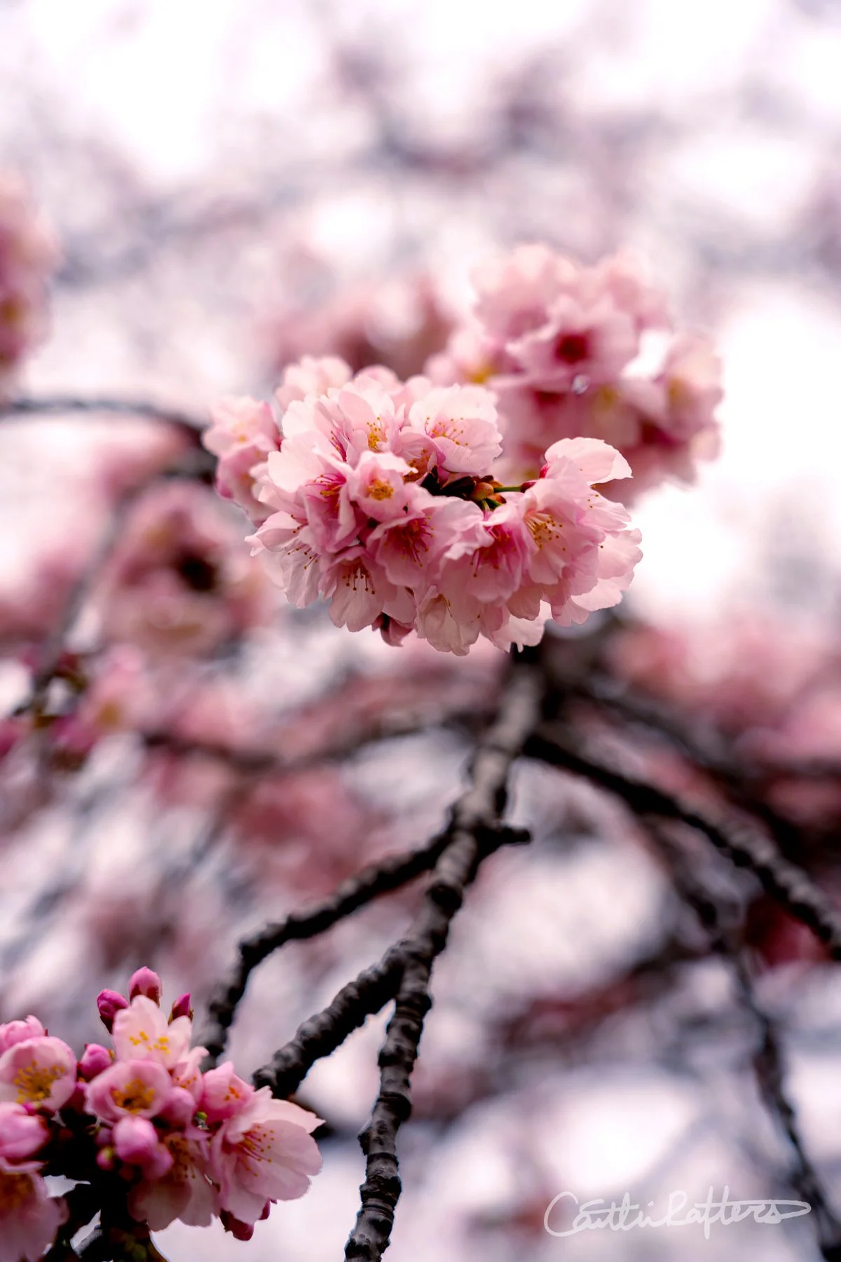 Pedal Impermanence.jpg