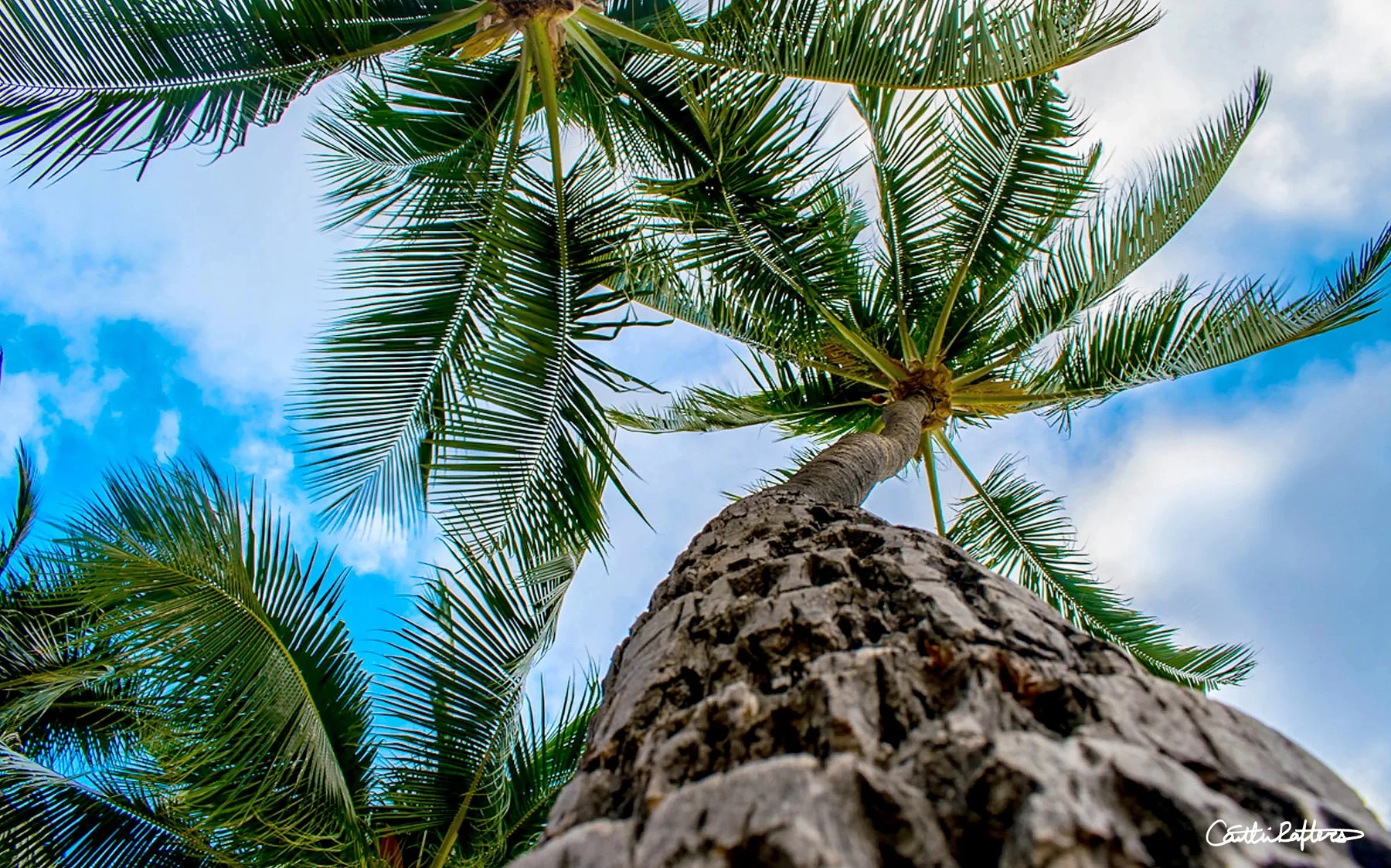 Palm's Abundance.jpg