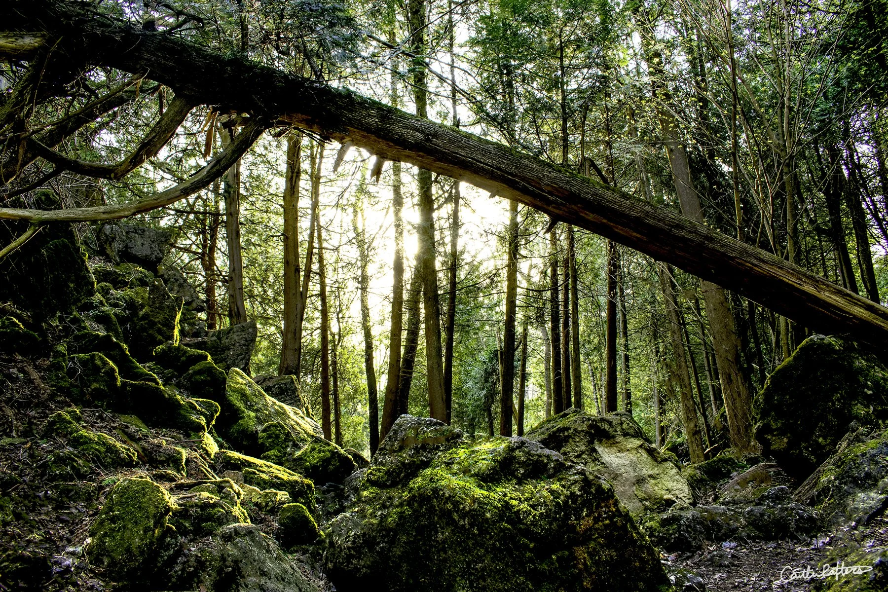 Path's Illuminated.jpg