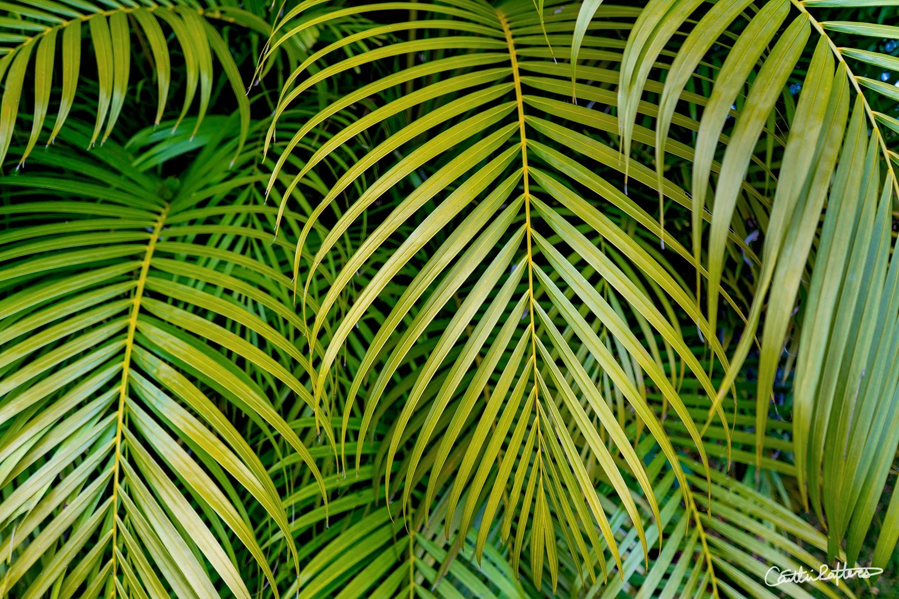 Delulu in Honolulu.jpg