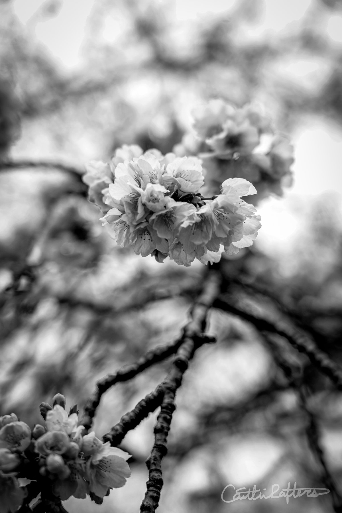 Pedal Impermanence_BW.jpg