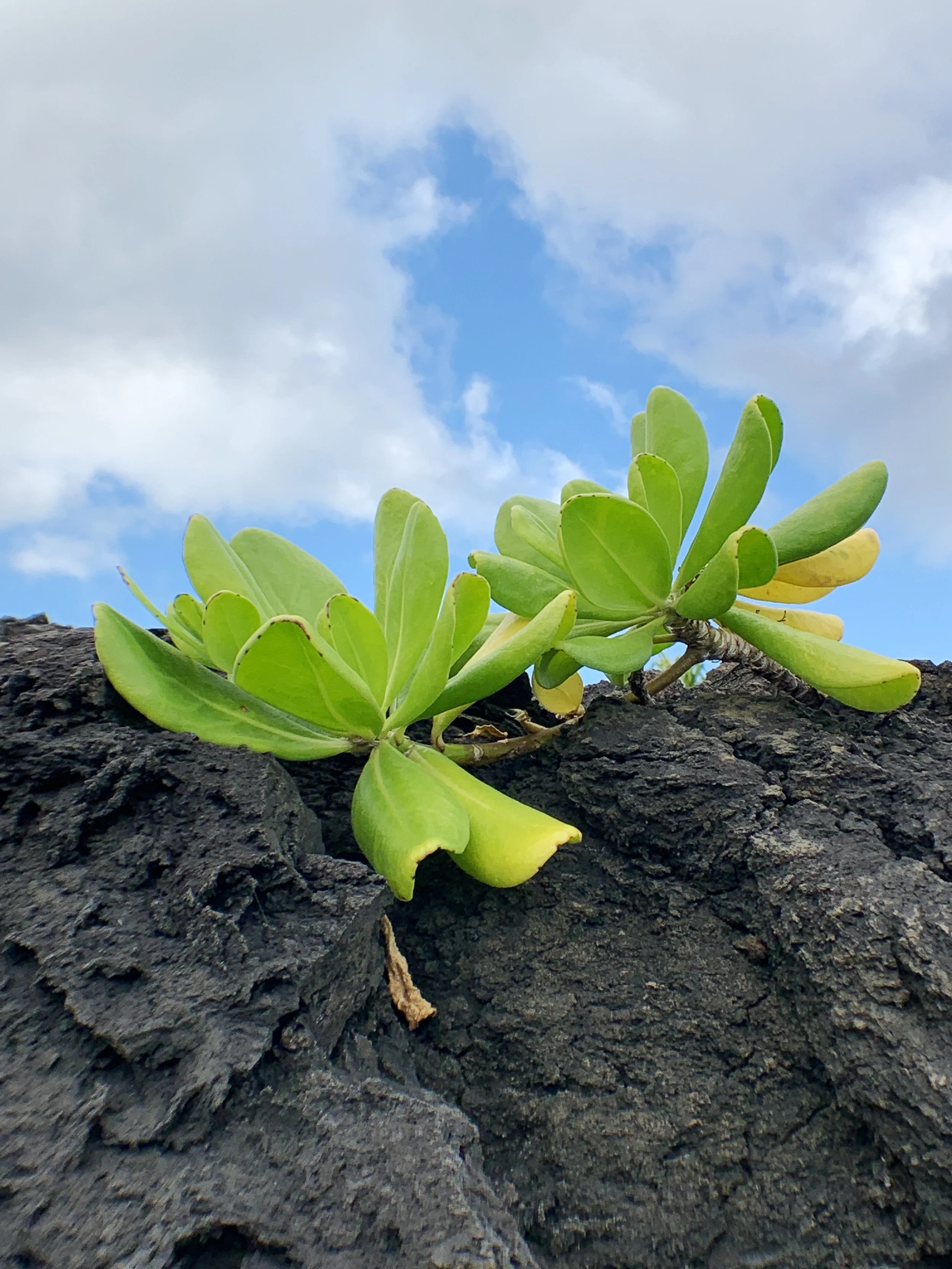 Two succulent looking plants growing side-by-side out of lava rock. 