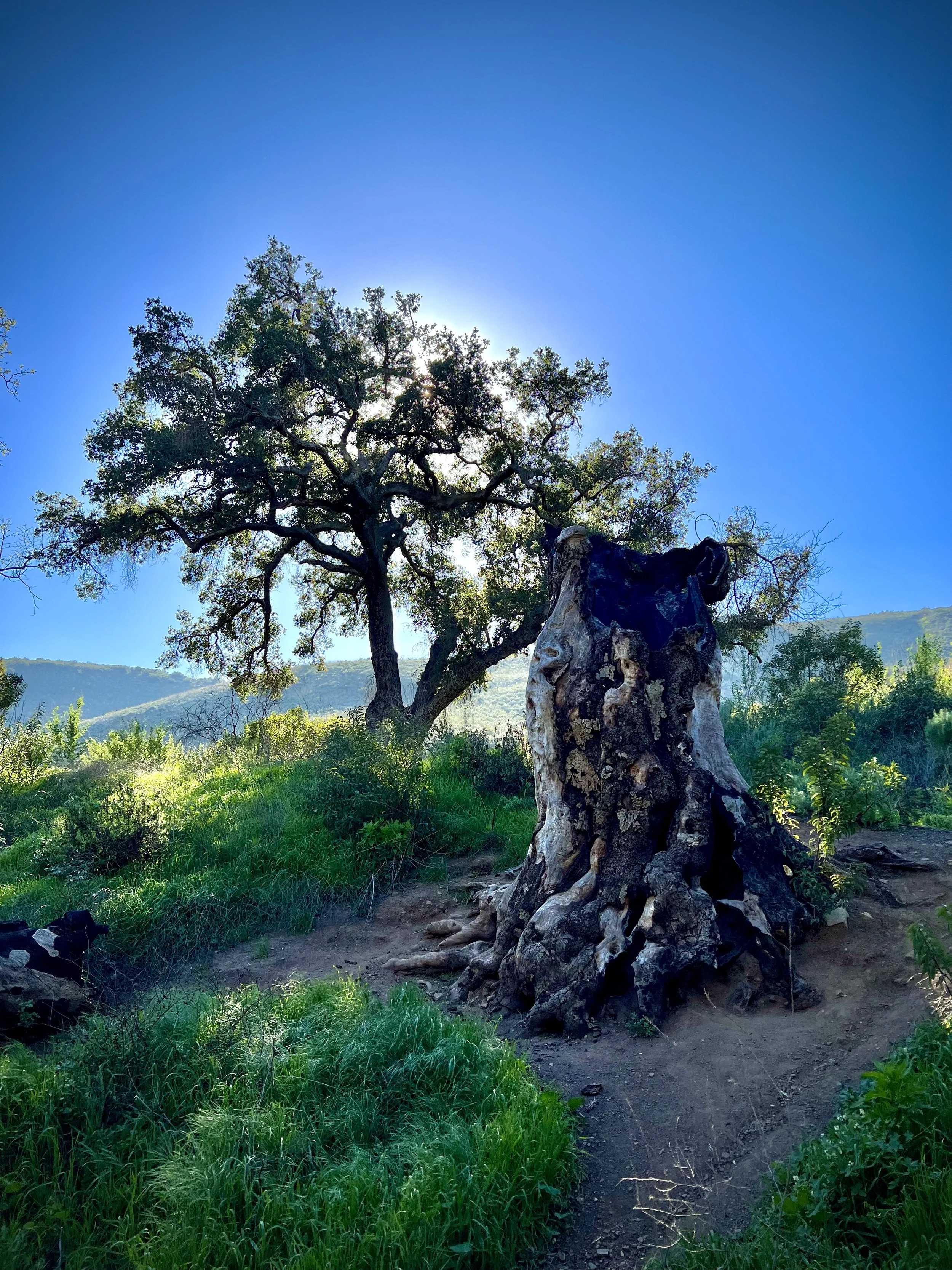 A scenic landscape featuring a large green tree and a weathered tree stump on a grassy hillside under a bright blue sky signaling wisdom.