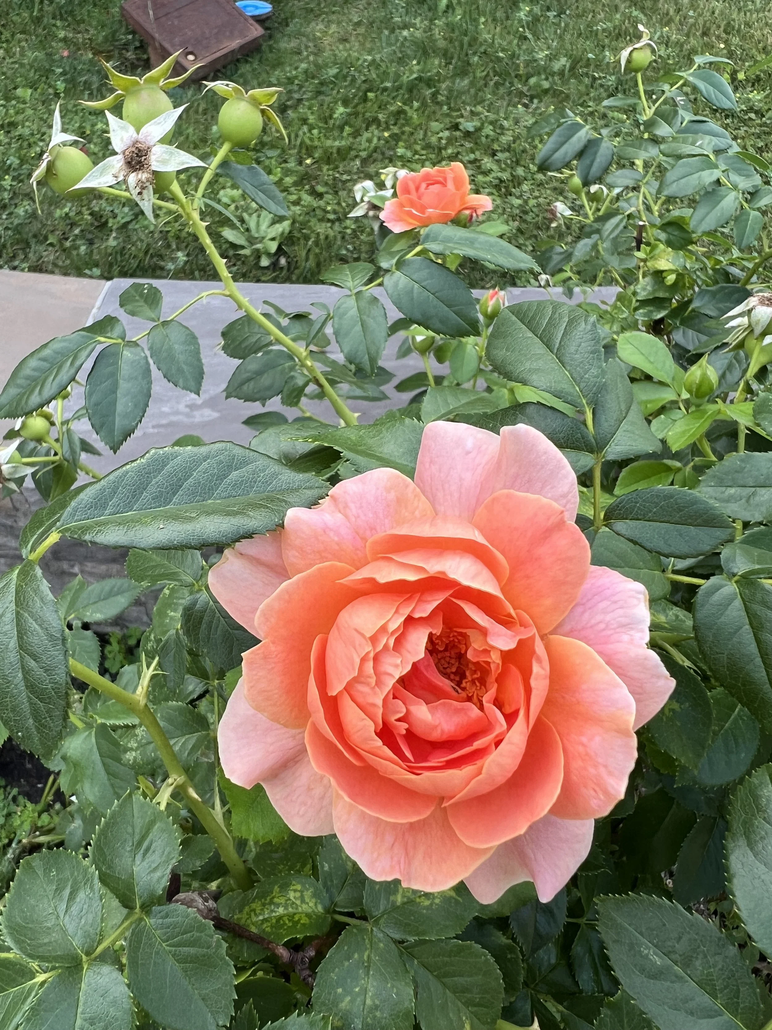 Close-up of a blooming peach-colored rose with green leaves in a garden.