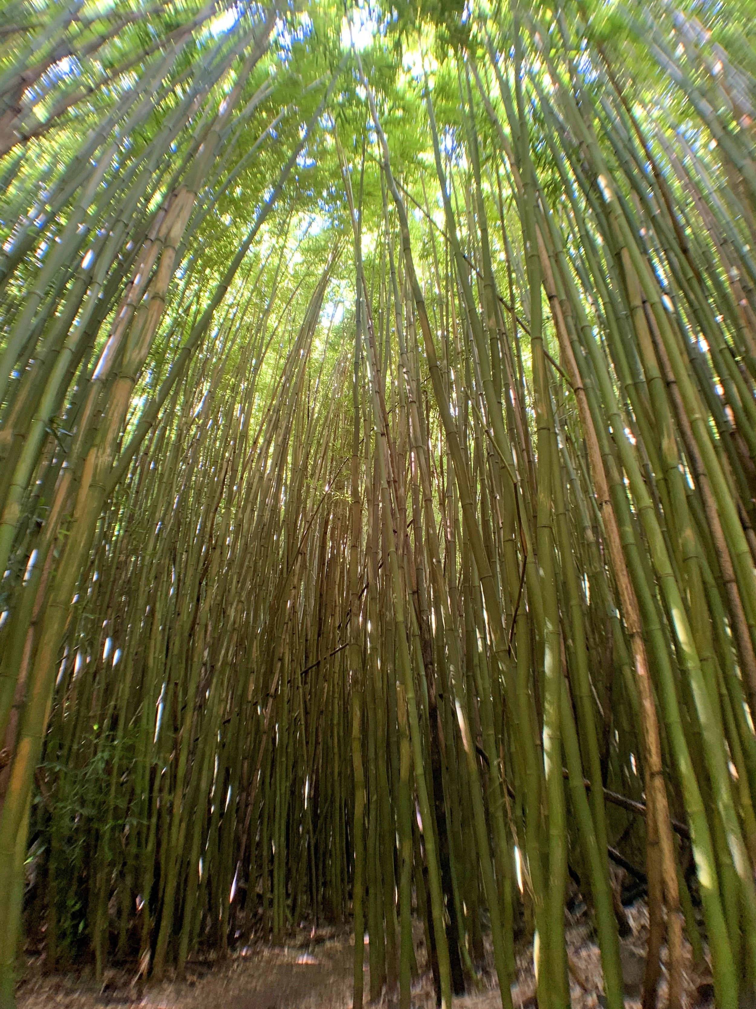 A dense bamboo forest with tall, green bamboo stalks reaching towards the sky, sunlight filtering through the leaves representing the concept of nature.