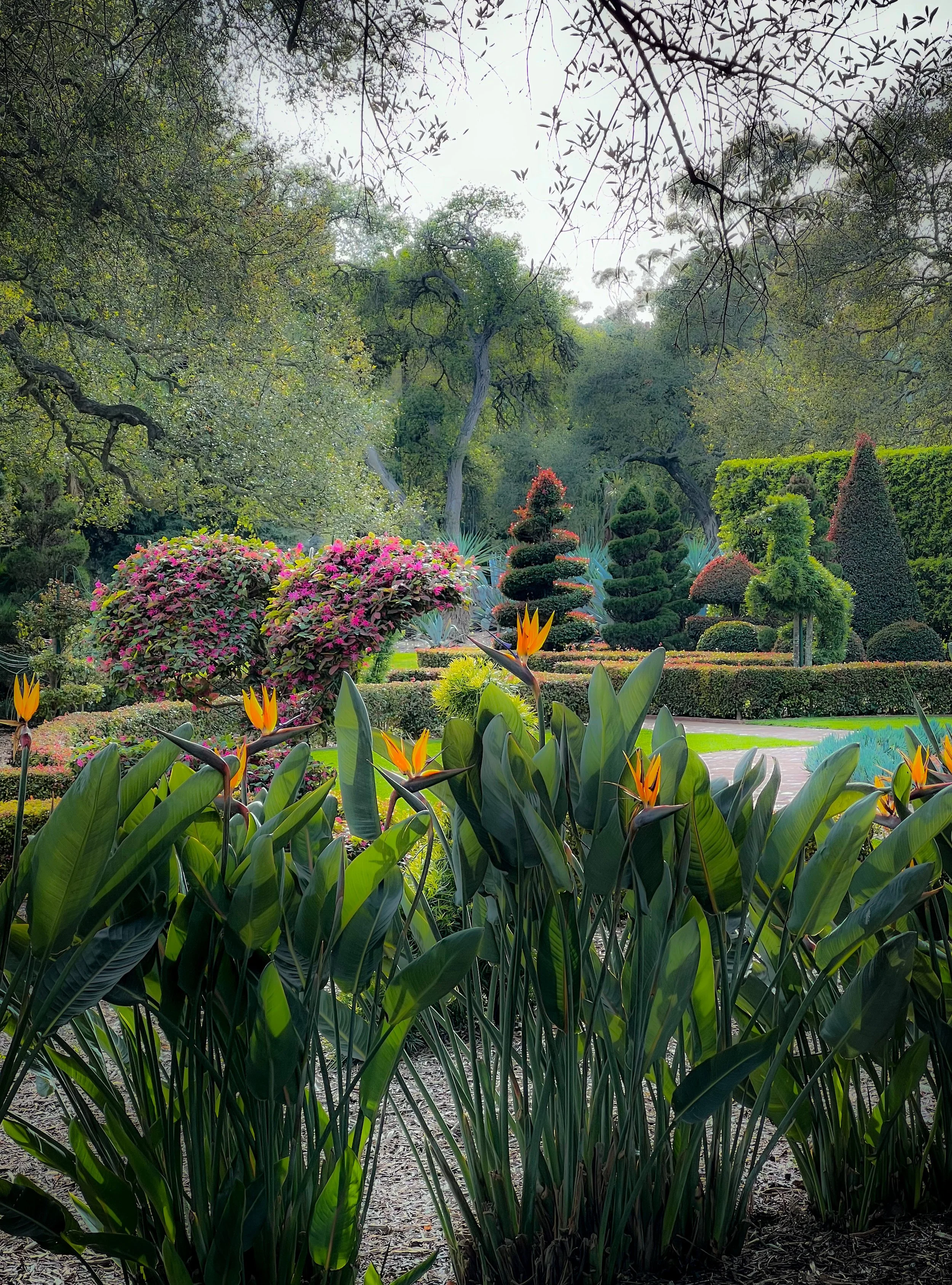 A lush garden with colorful flowers, topiary trees, and a variety of shrubs, with large trees overhead.