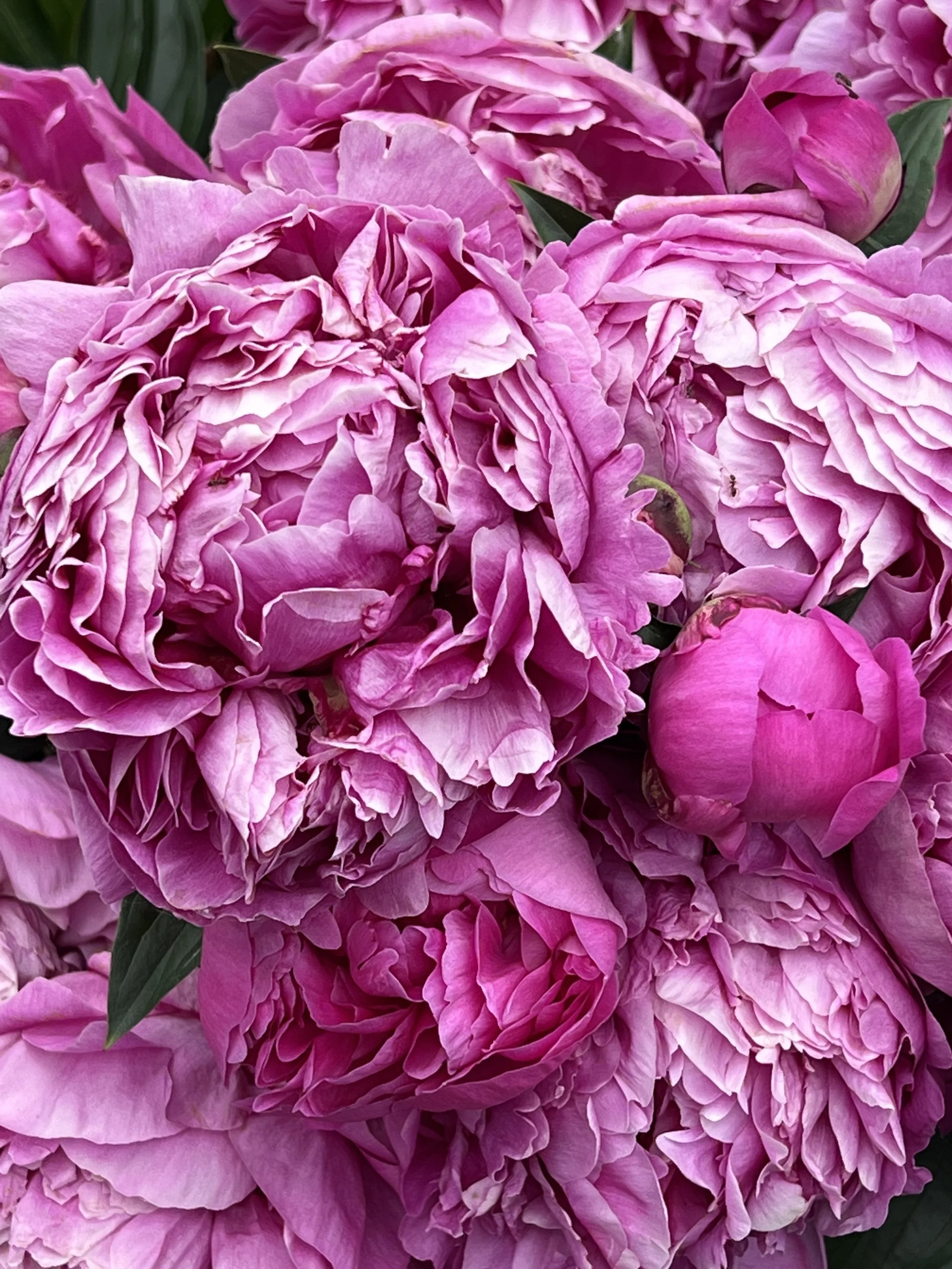 Cluster of pink peony flowers with green leaves signaling beauty.