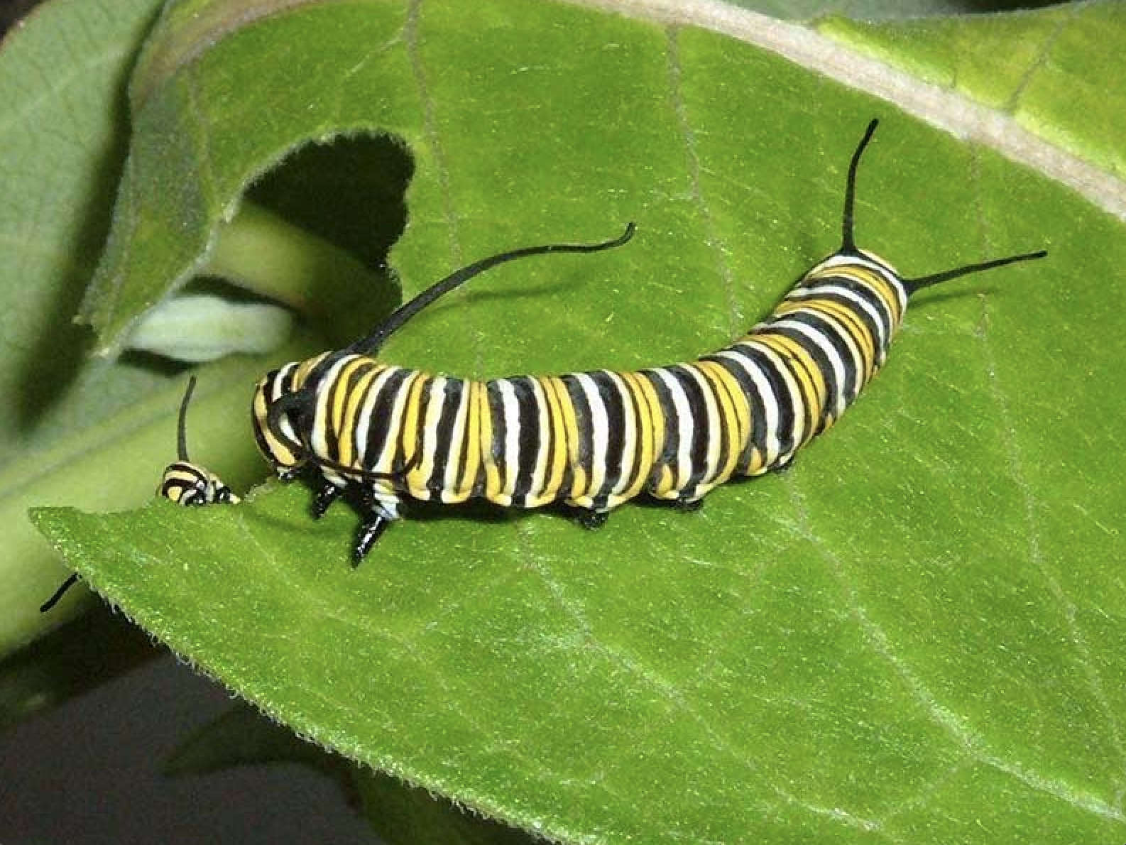 Screen Shot 2026-01-31 at 1.21.23 PM.png