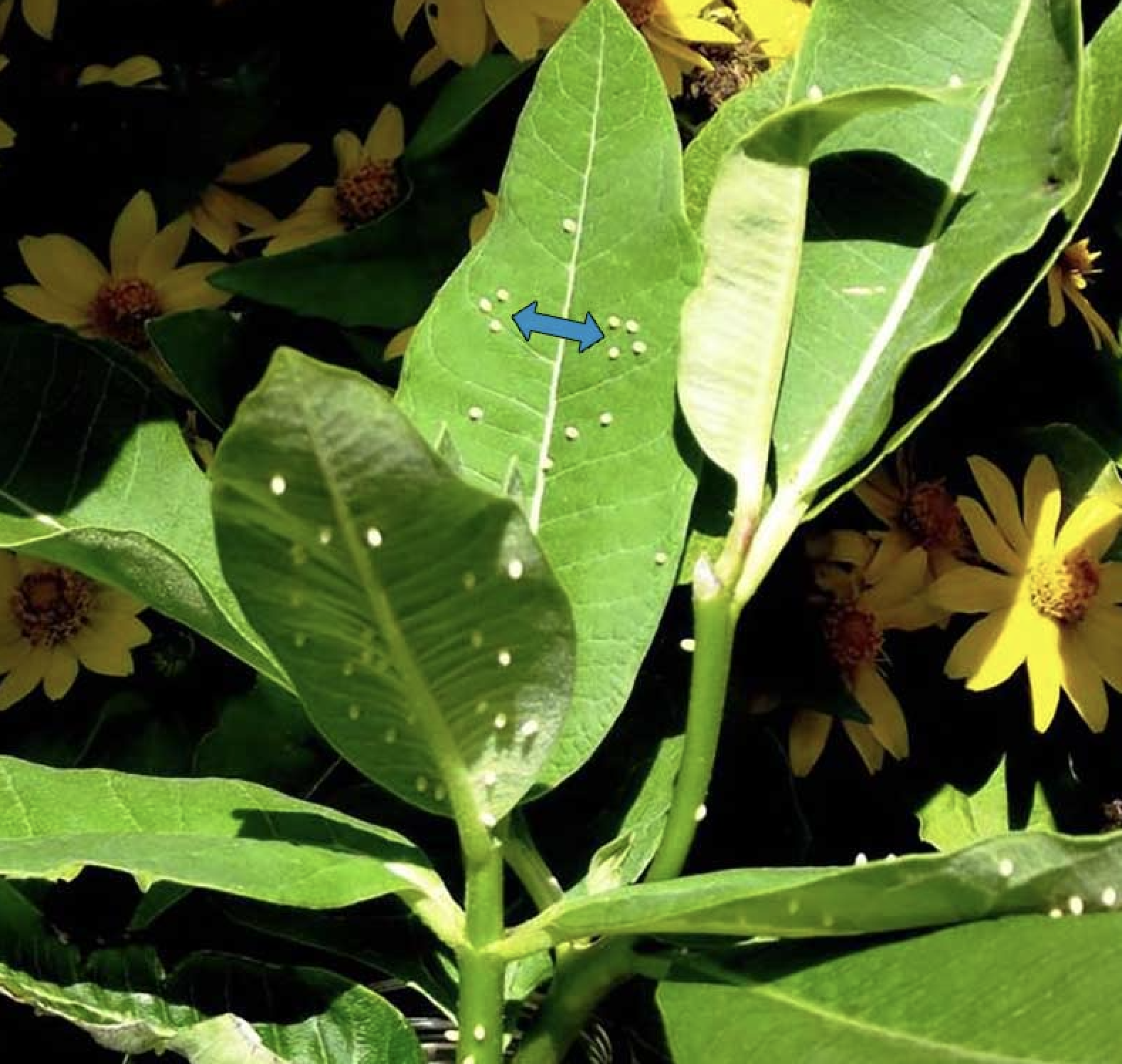 Screen Shot 2026-01-31 at 1.21.36 PM.png