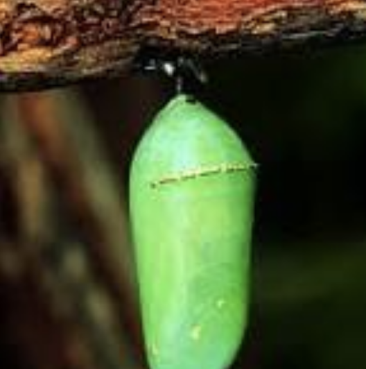 Screen Shot 2026-01-31 at 1.21.49 PM.png