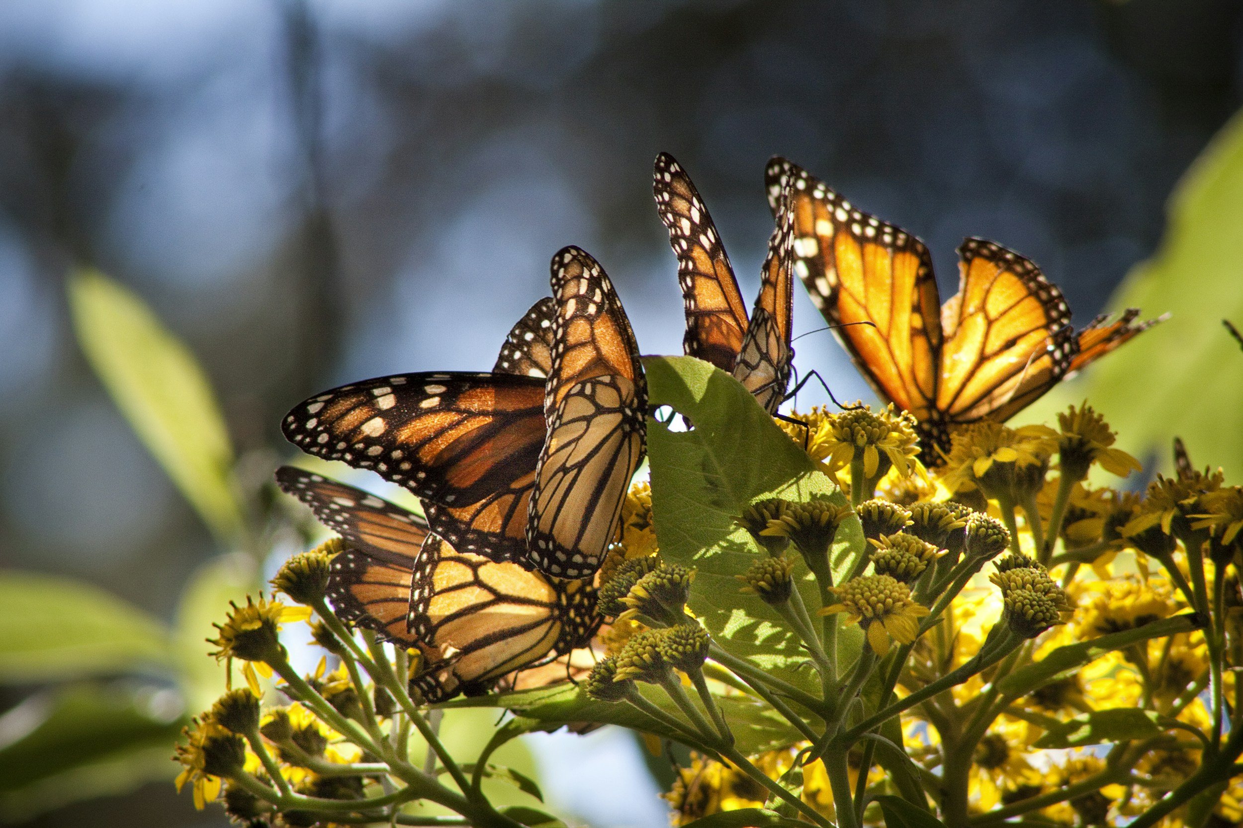 Tracking Monarch Butterflies