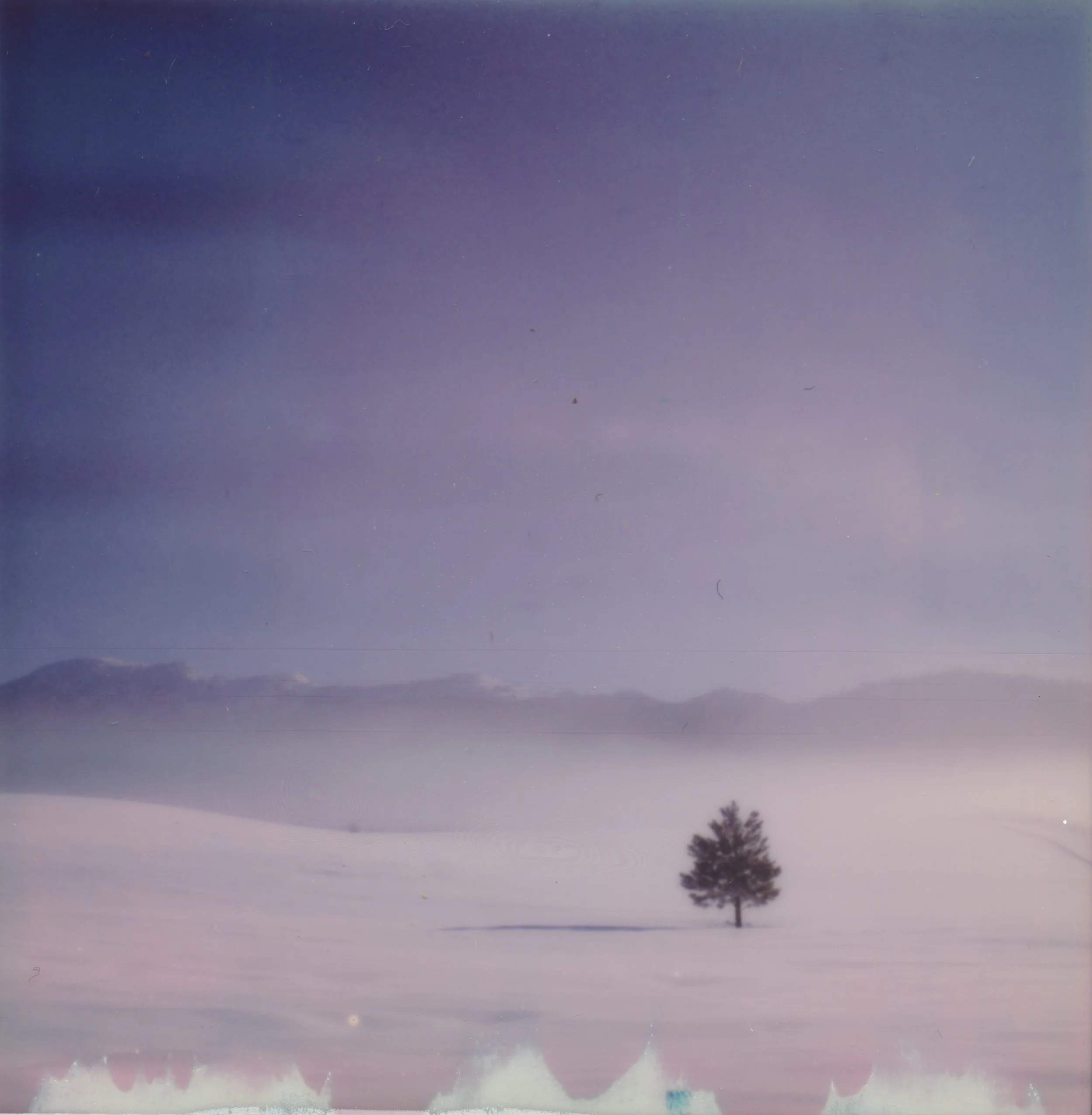 EndlessWinterOneTreeClose.jpeg