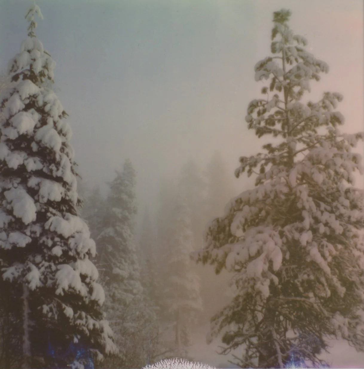 forestmistprint3.jpeg