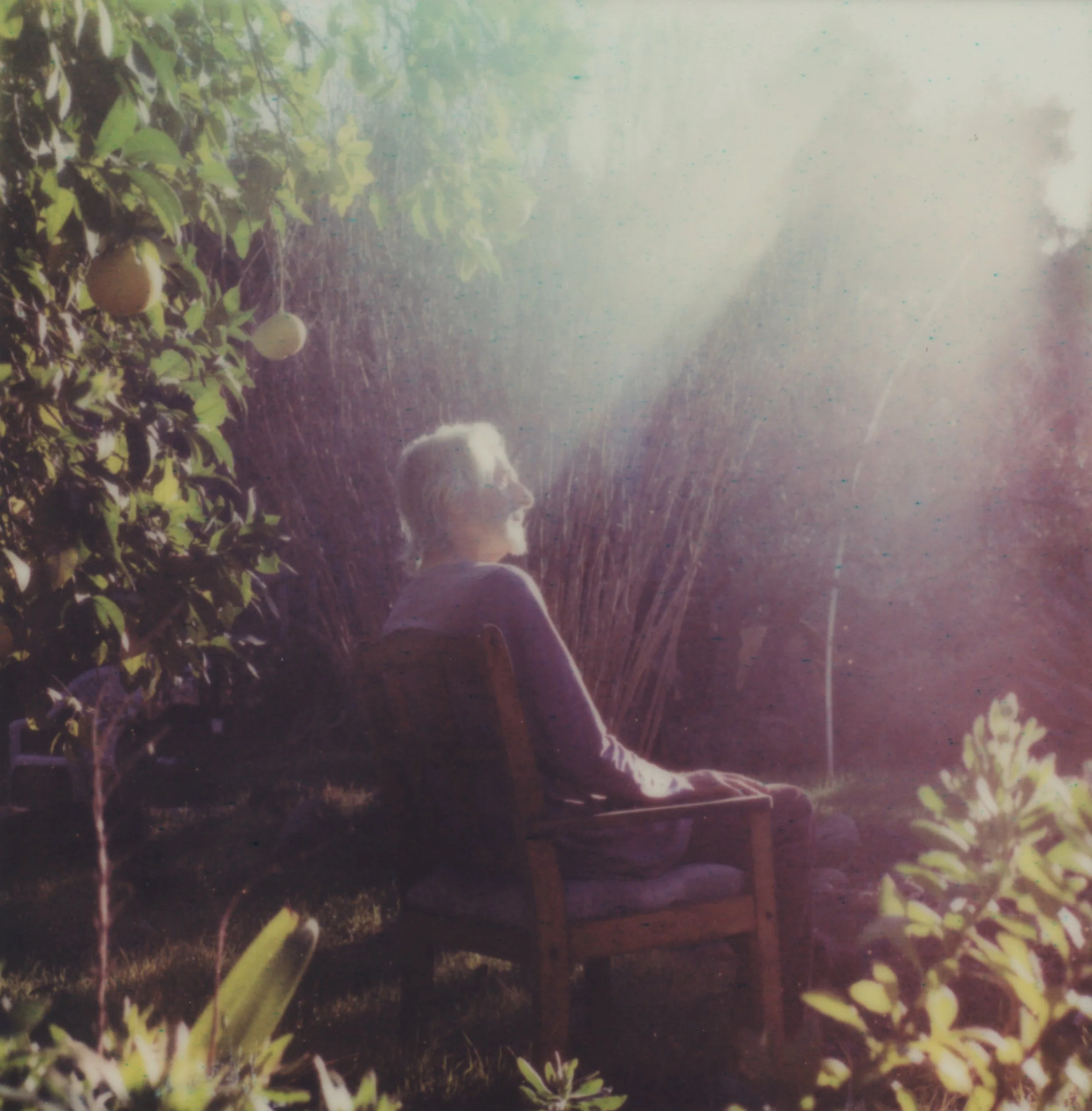 francis1 garden.jpeg
