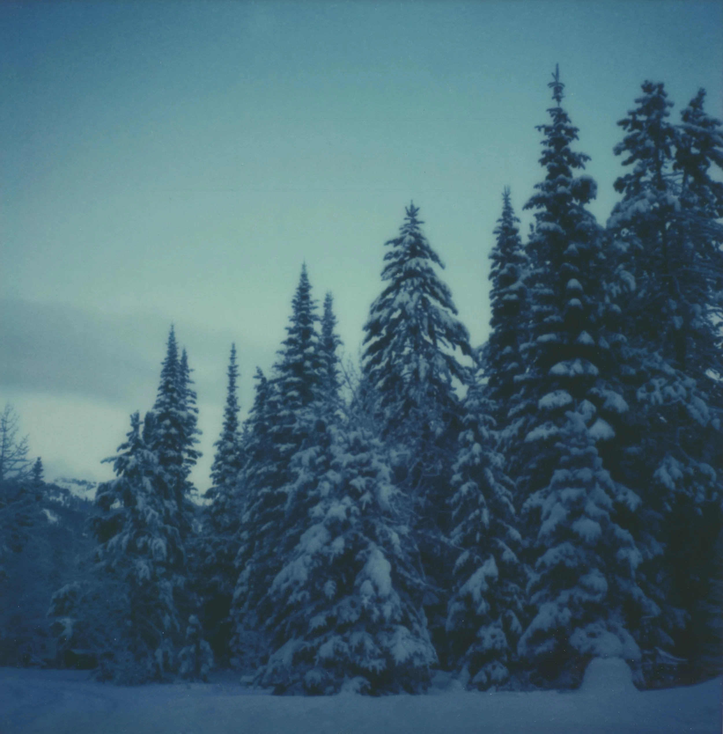 moonlightsnowcrop.jpeg