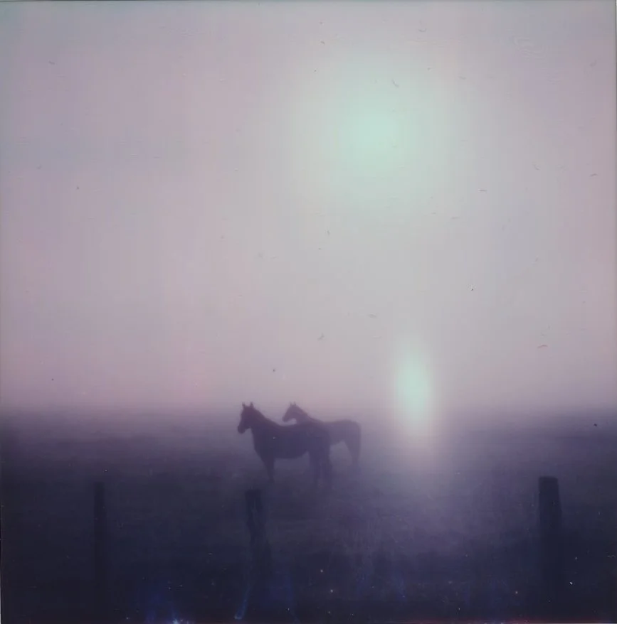 HORSES crop.jpeg