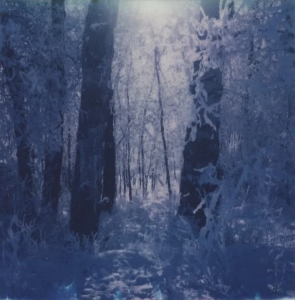 winterforest.jpg