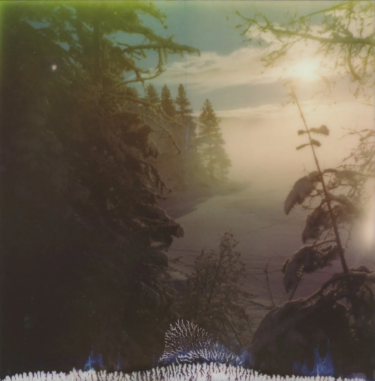forestmist1print.jpeg