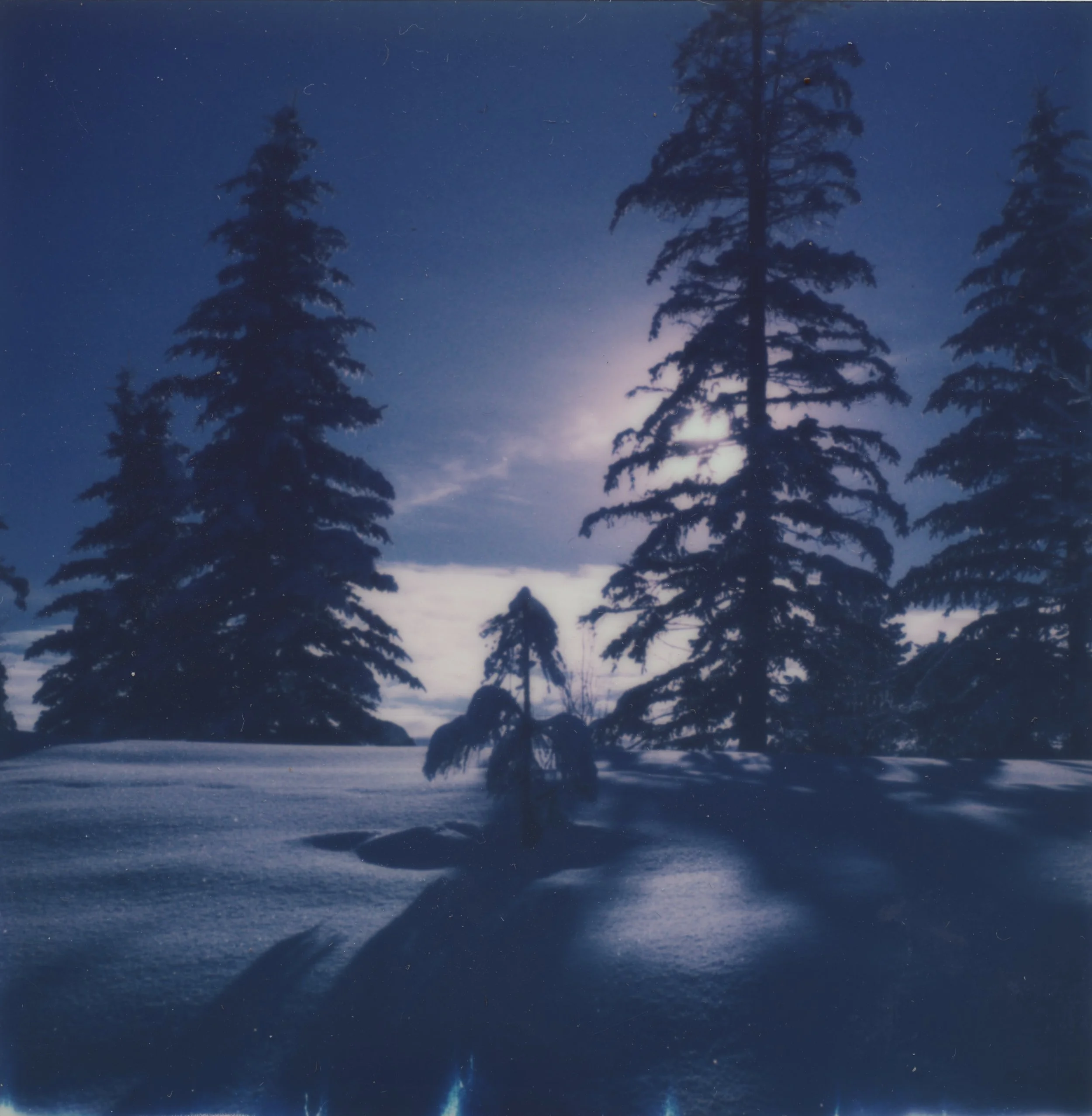 PortraitofaYoungTree.jpg