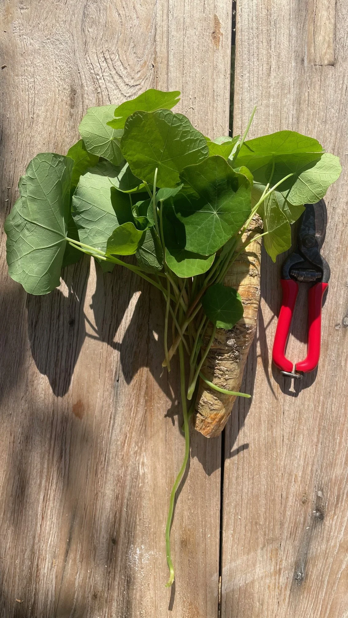 Wilde Kräuterpower: Natürlicher Schutz in der Erkältungssaison – mein Geheimtipp als Mama mit zwei kleinen Kindern