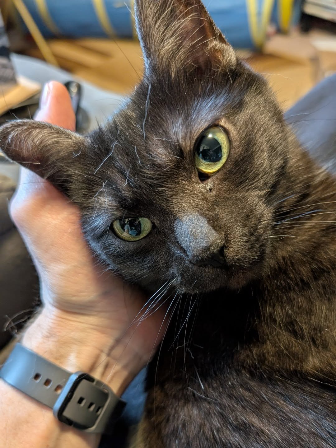 "Put your head in the hand of the man who gives you scritchies..."