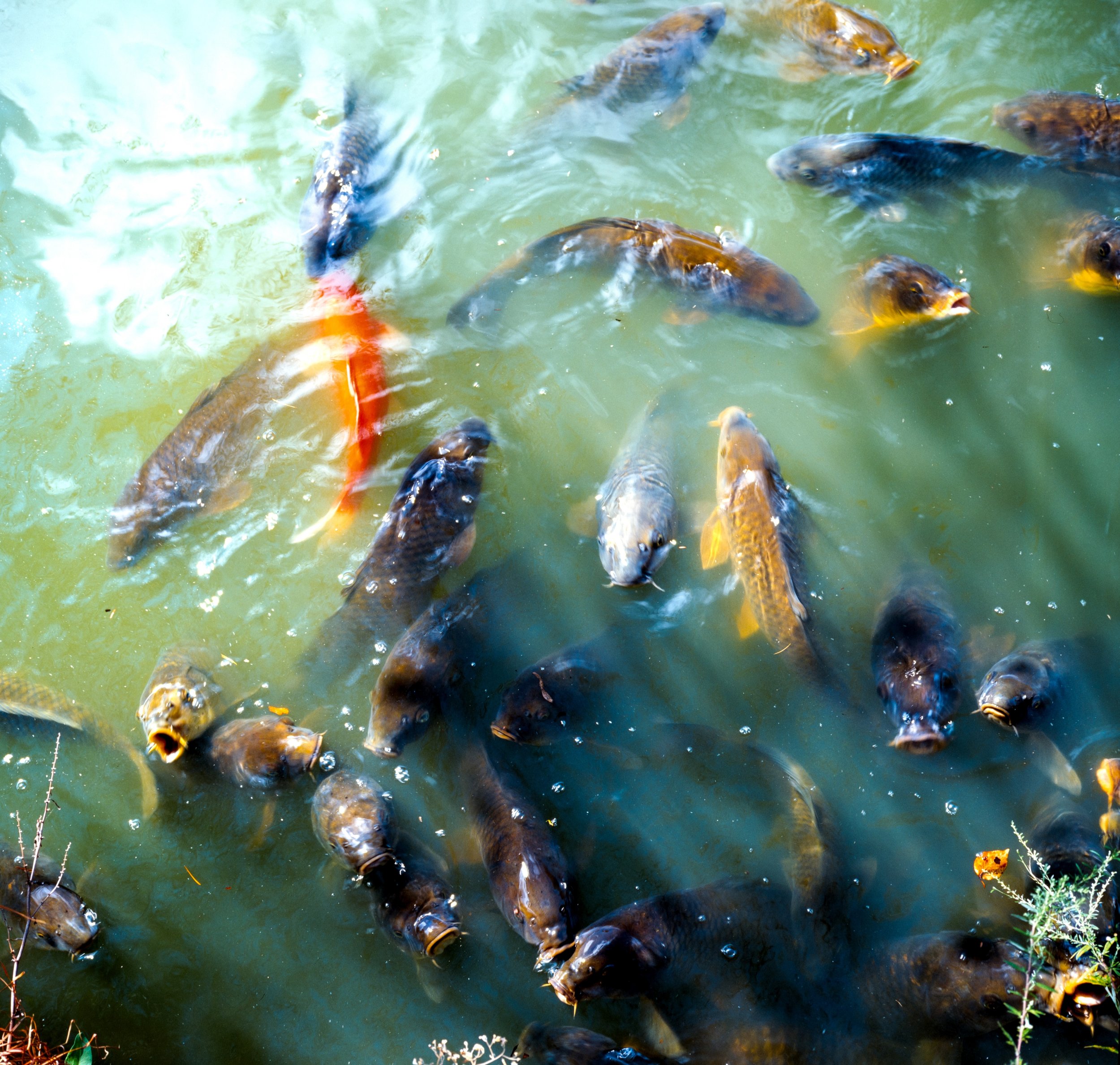 Koi at Odawara Castle