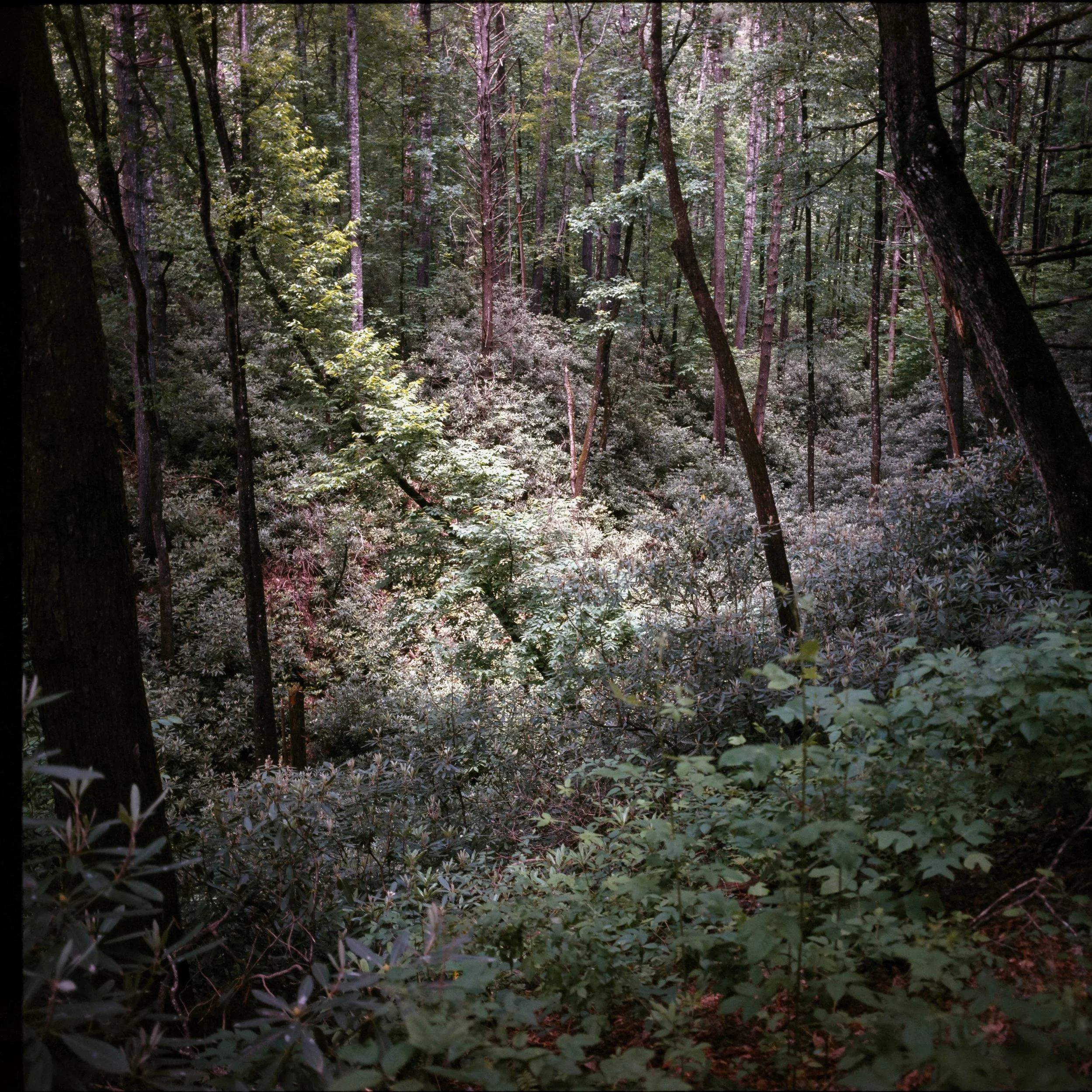 Pisgah Forest, NC