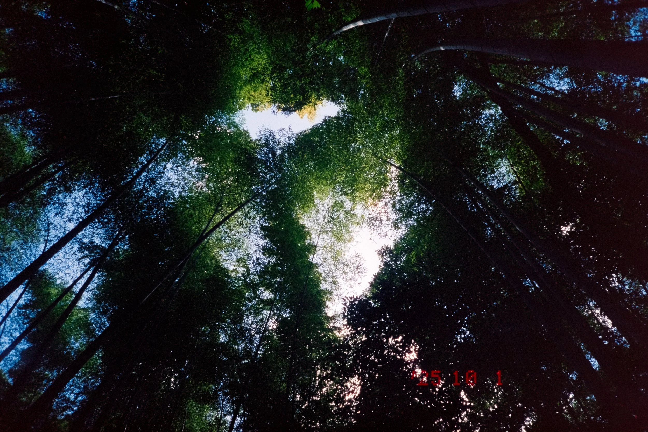 Bamboo Forest - Arashiyama