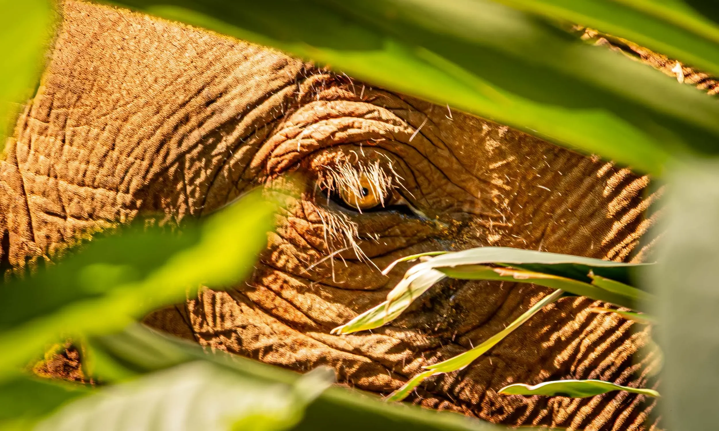 Piercing Eye-Enhanced-NR.webp