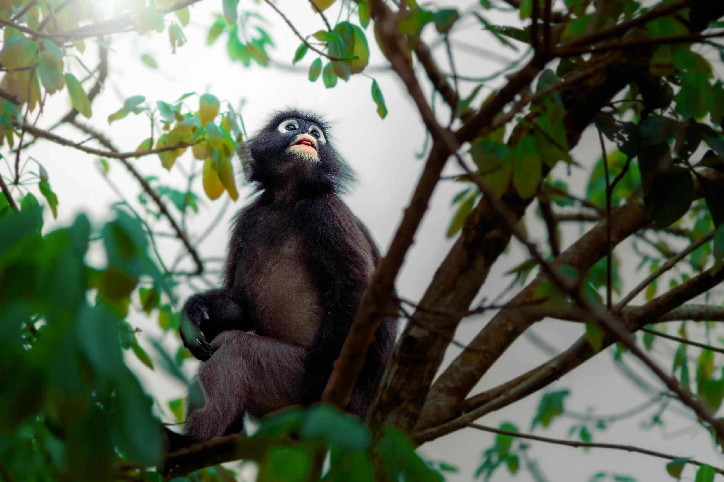 Dusky Leaf Monkey-Edit.webp