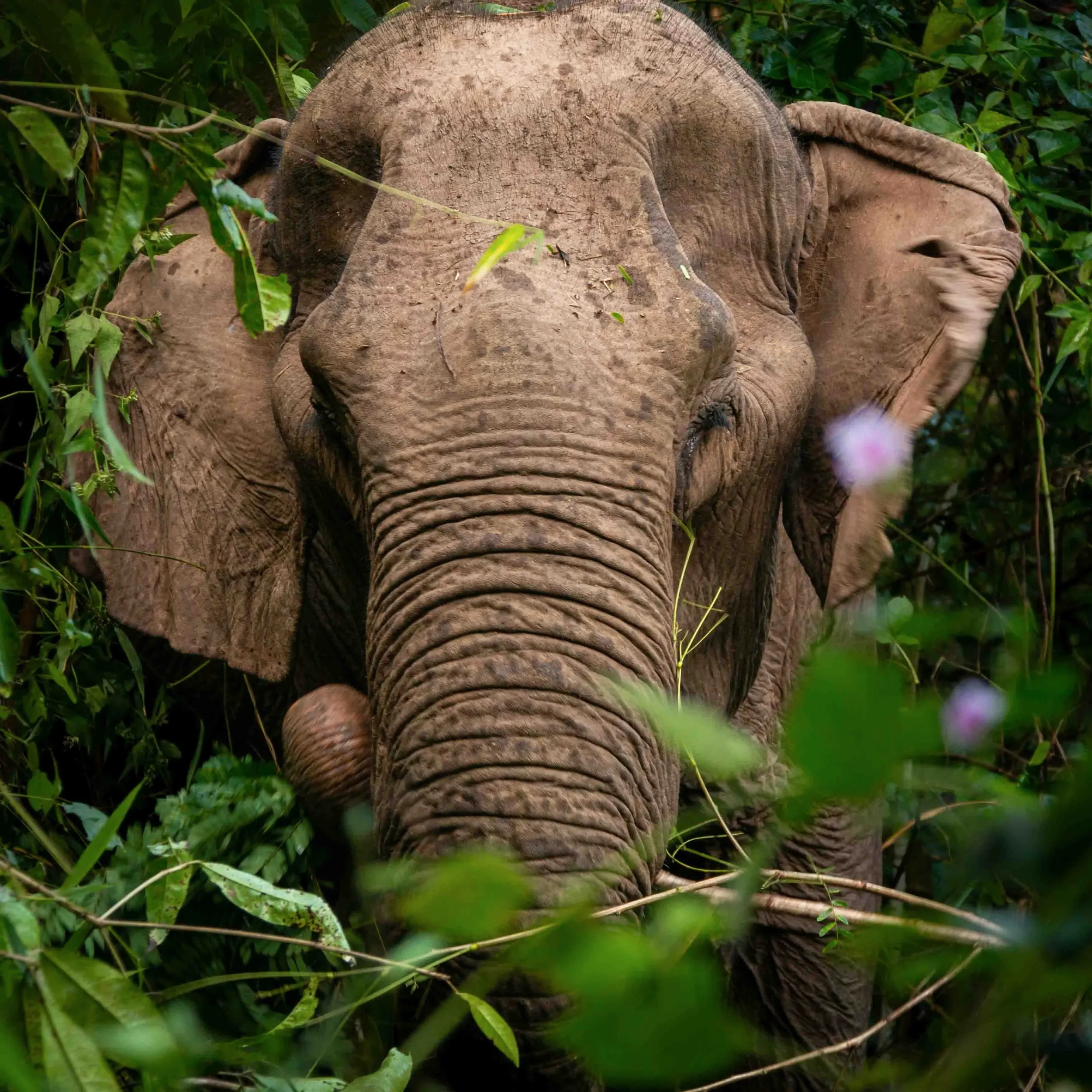Re-wilding Elephants in Northern Thailand.