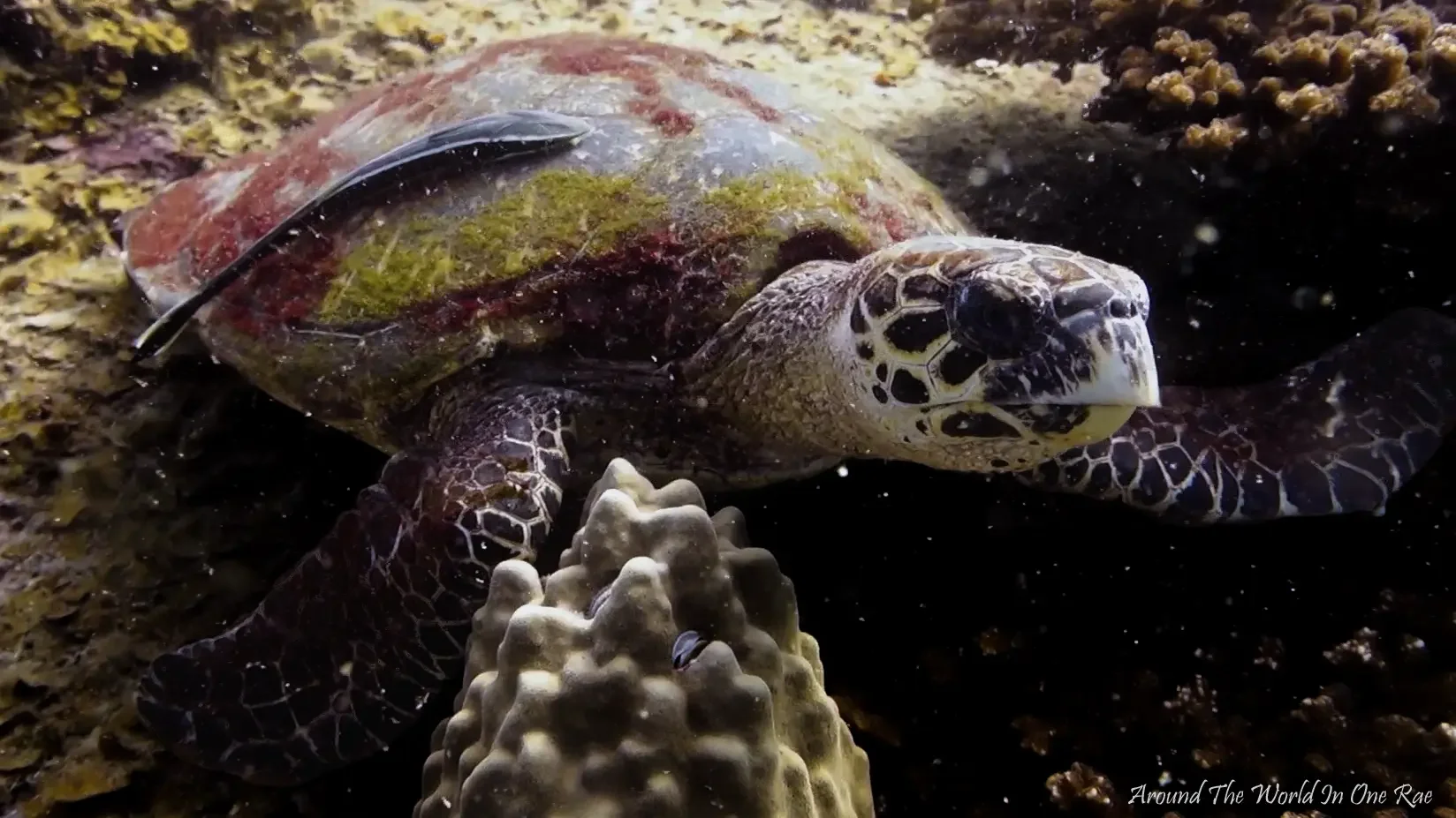 From Snow Drifts to Sea Turtles: How My Photography Journey Began