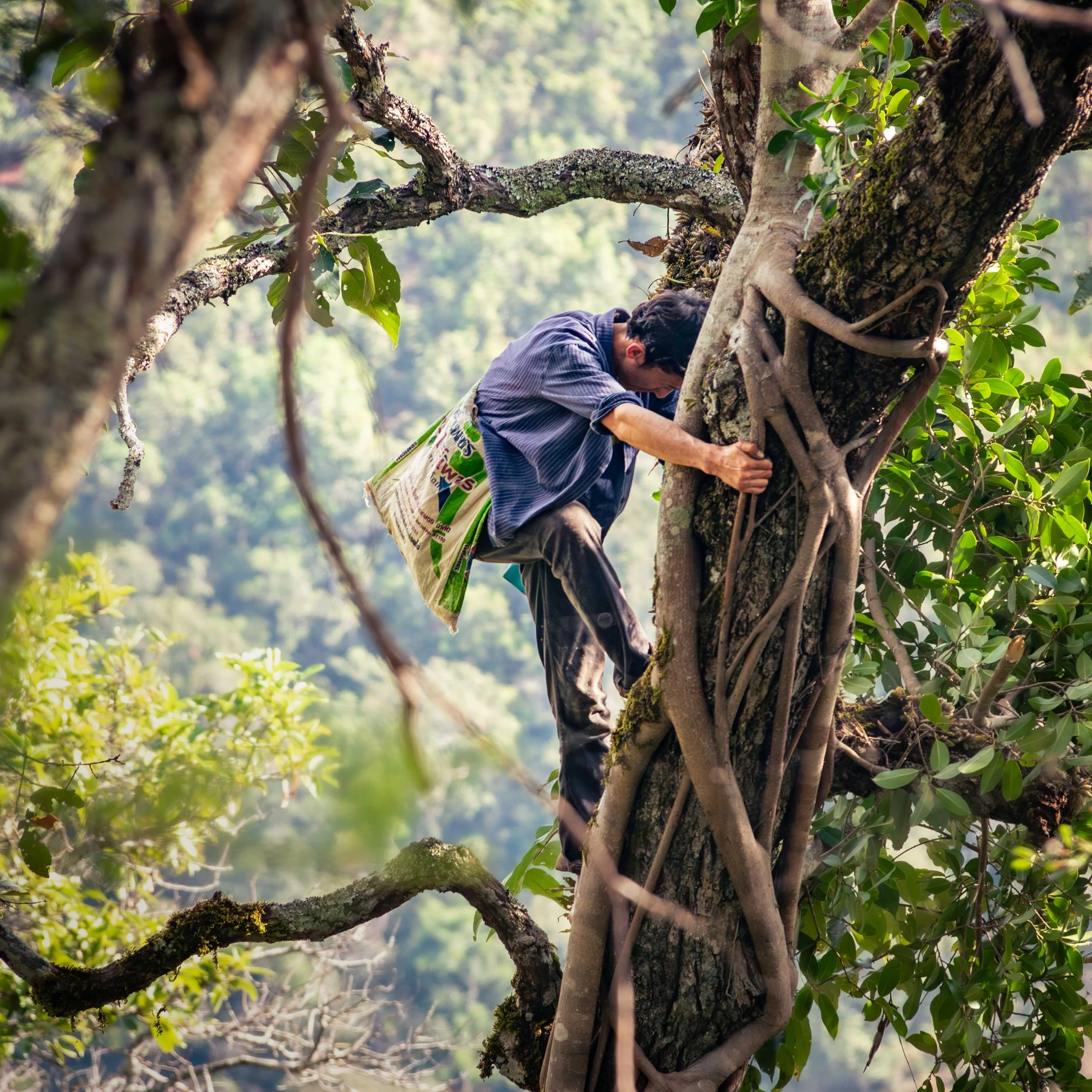 An elephant mahout from a conservation project in Northern Thailand climbs a tree in the forest.