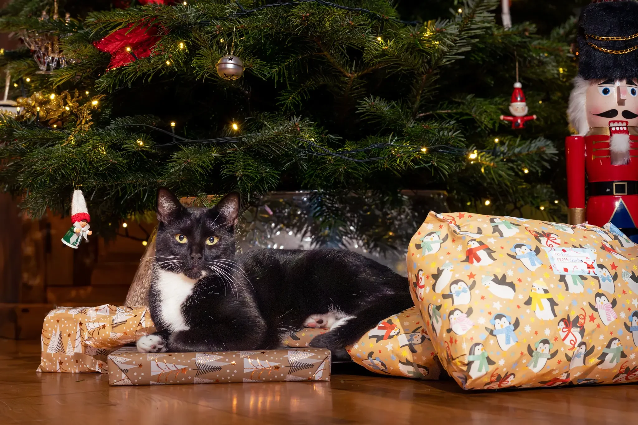 Cookie Under the Tree.webp